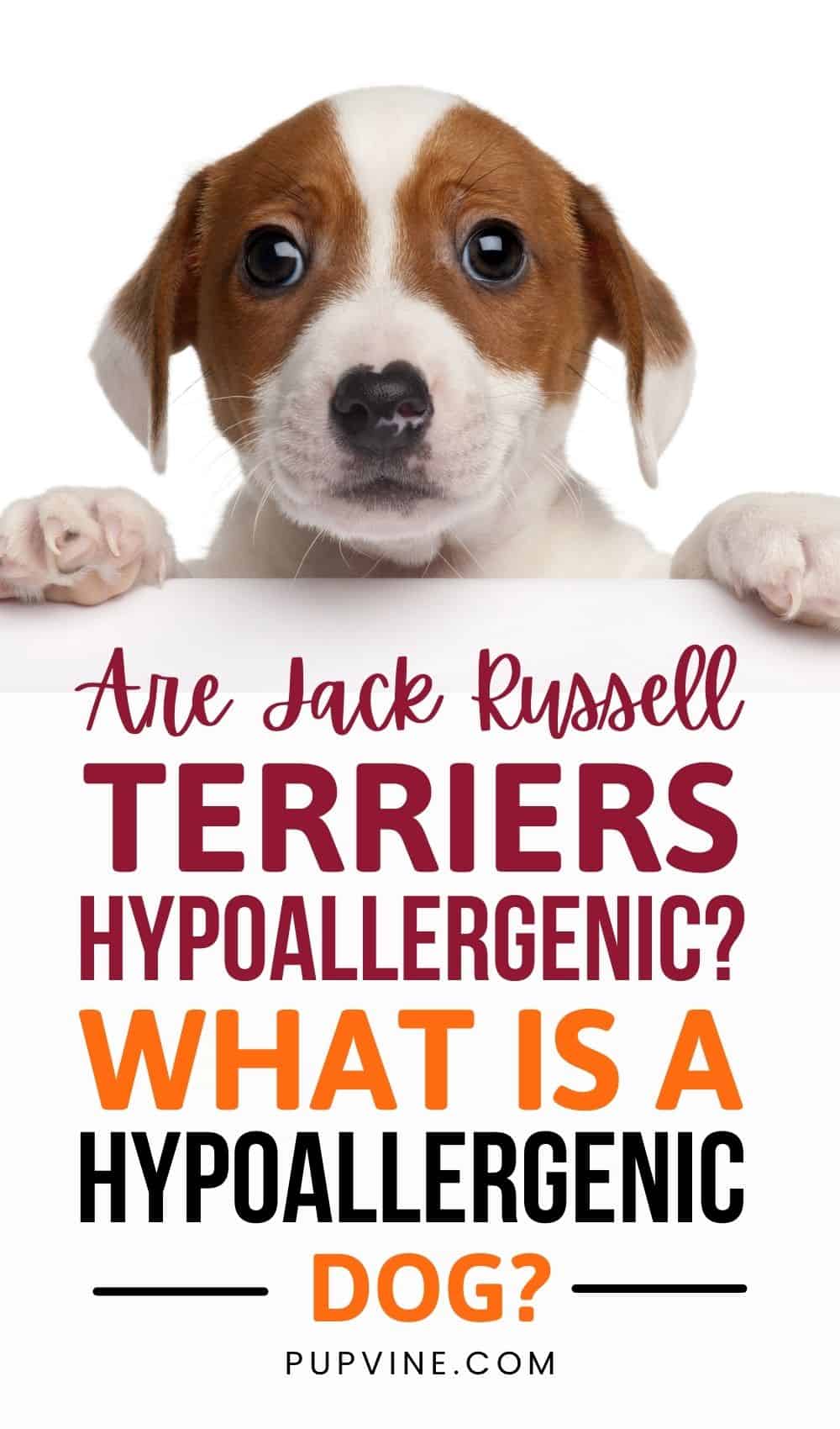 ¿Son Los Jack Russell Terriers Hipoalergénicos? ¿Qué Es Un Perro Hipoalergénico?