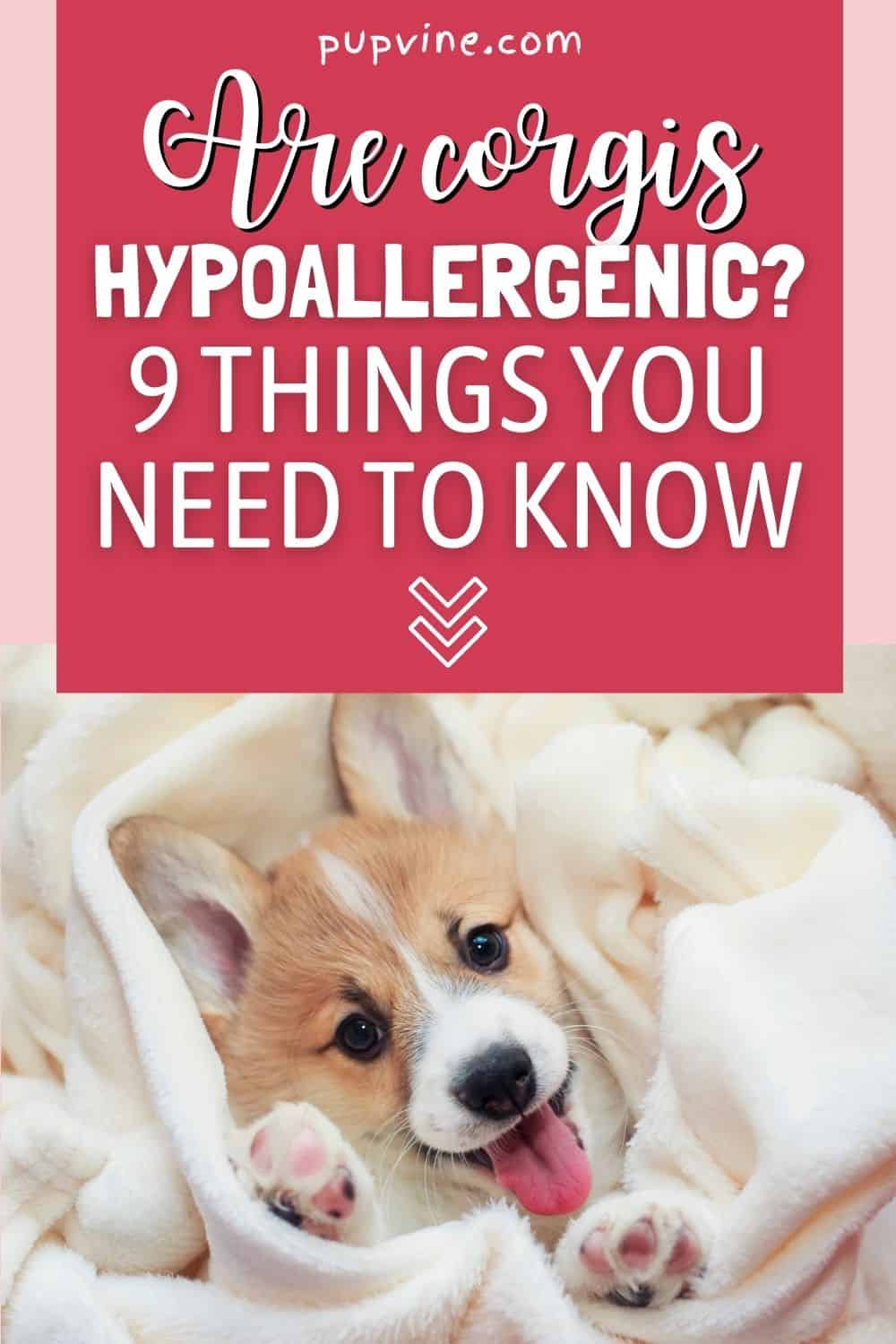 ¿Son Hipoalergénicos los Corgis? 9 Cosas que Necesitas Saber