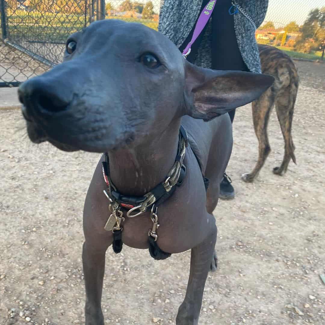 Pila Argentino