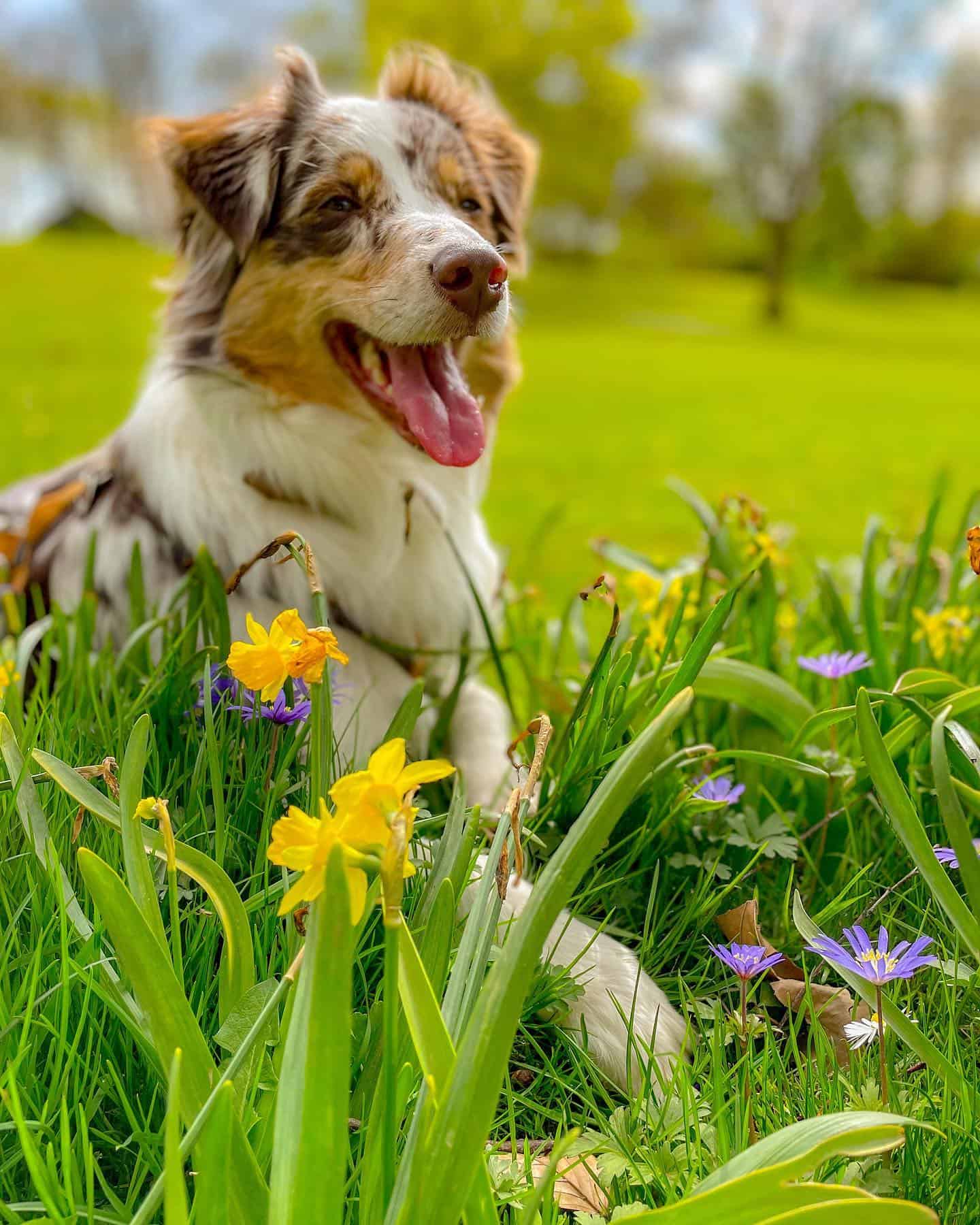 Perro Aussie German en las flores