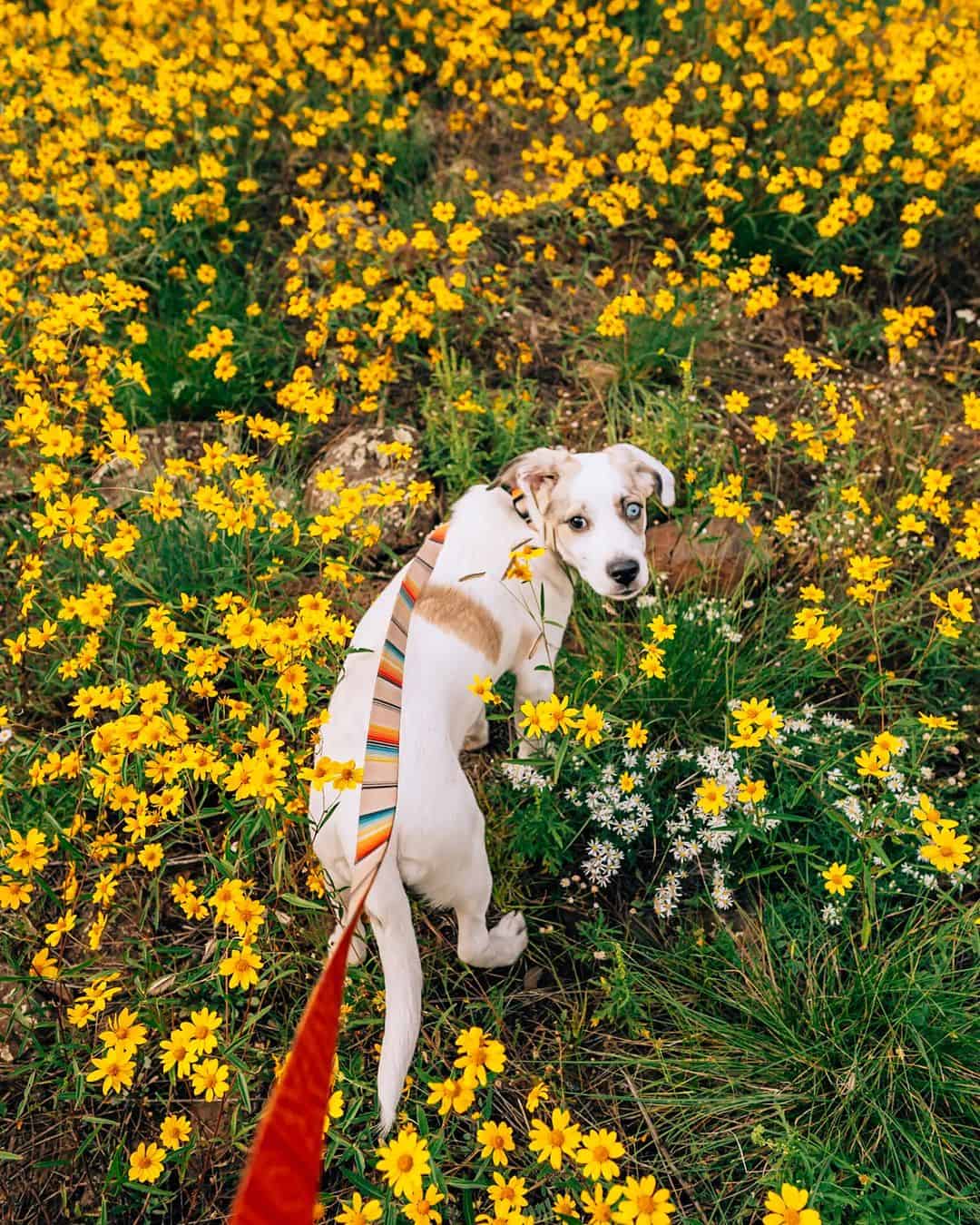 Aussie Pyrenees caminando afuera