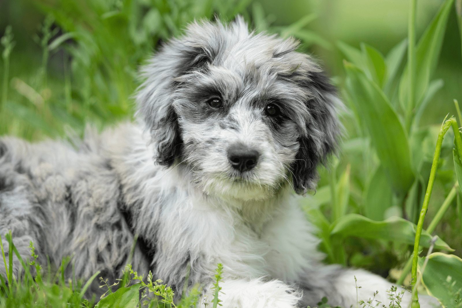 Cachorro Aussiedoodle acostado en el césped