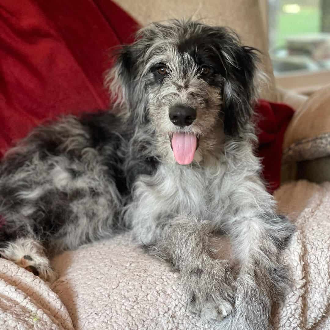 Cachorro de Aussiedoodle acostado en el sofá