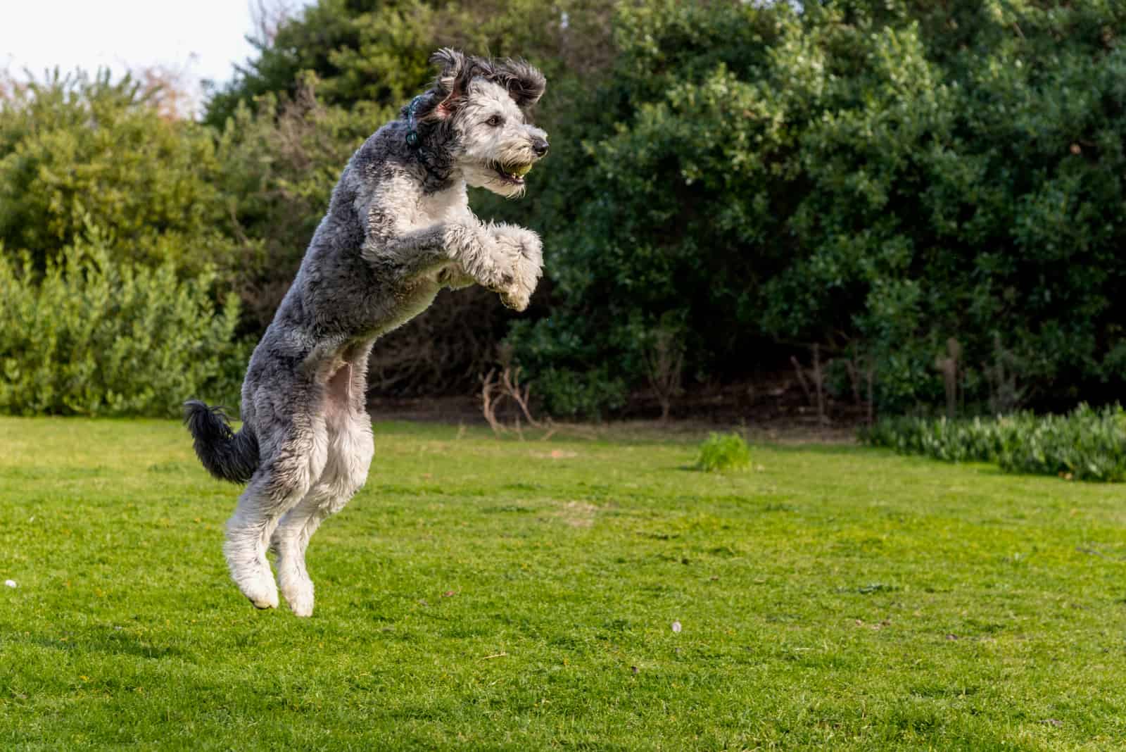Cachorro de Aussiedoodle jugando en el parque