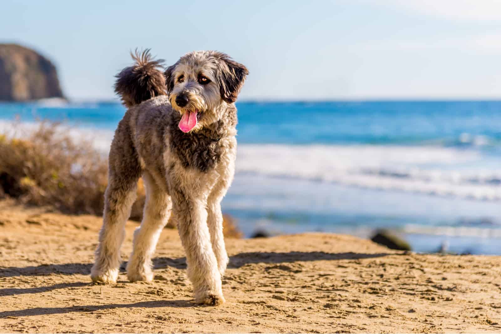 Cachorro de Aussiedoodle jugando en la playa