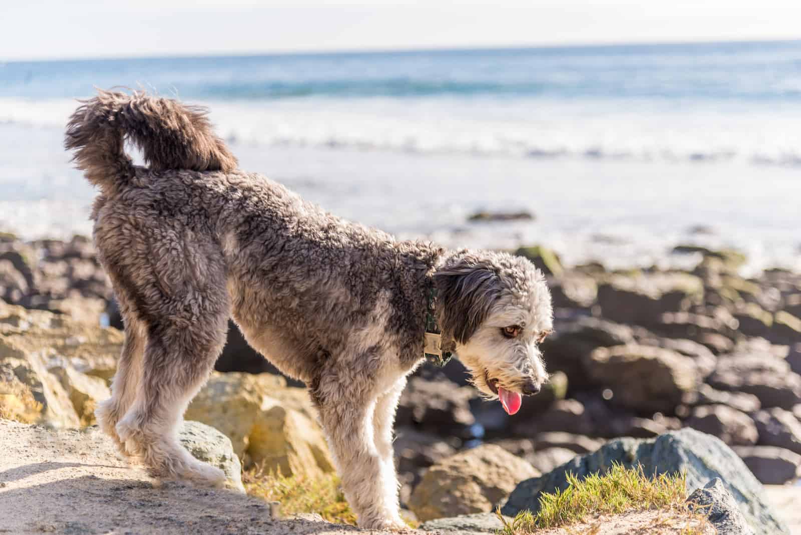 Cachorro de Aussiedoodle jugando en la playa