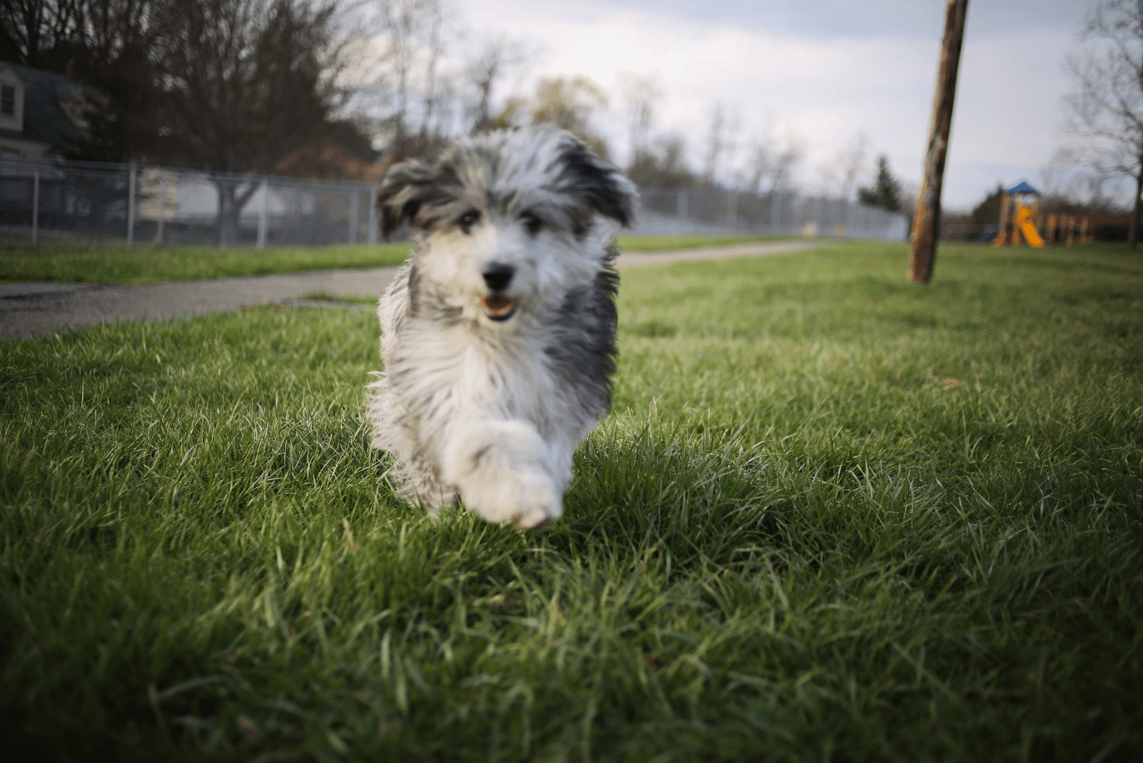 Cachorro Aussiedoodle corriendo en el campo