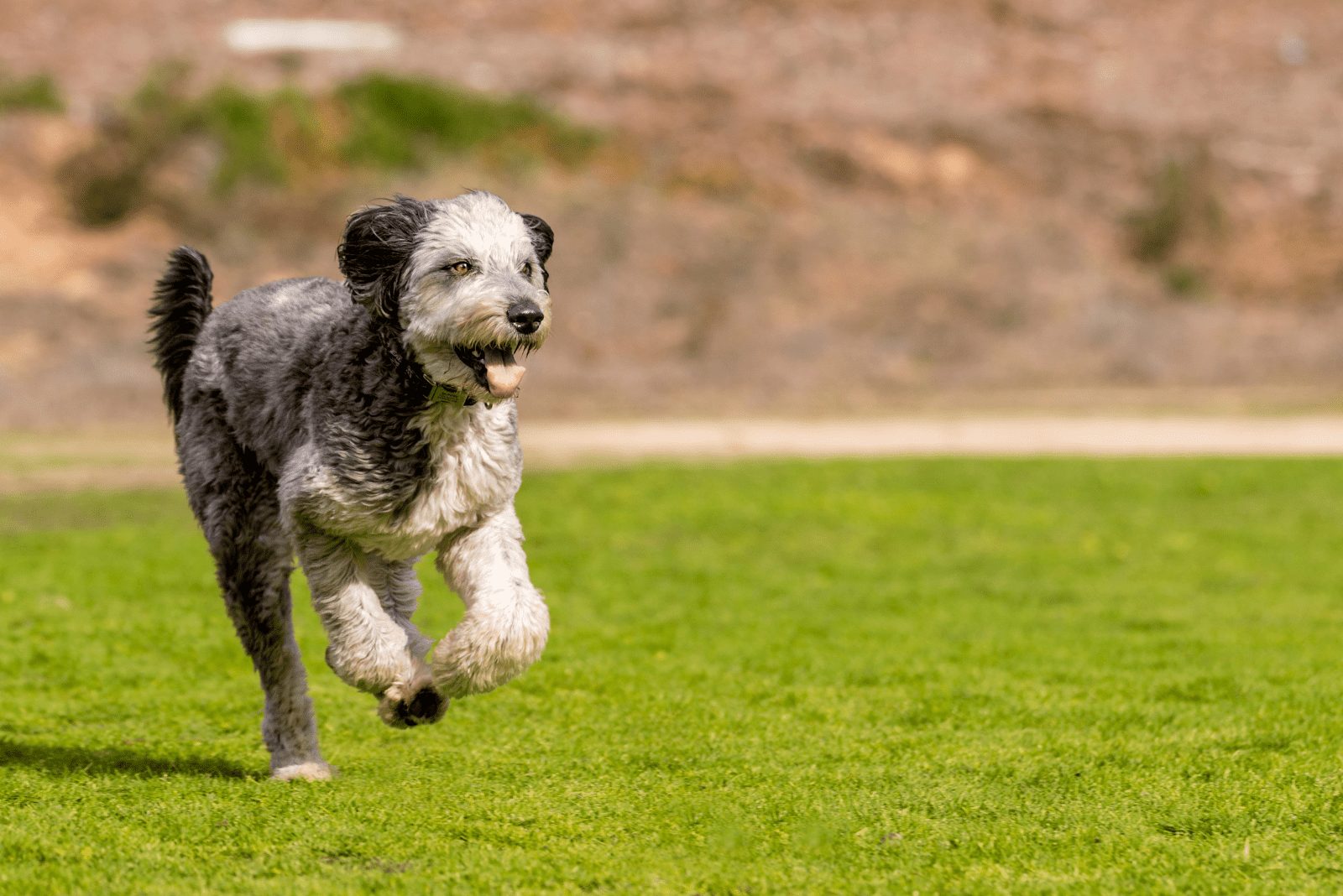 Aussiedoodle corriendo por el campo