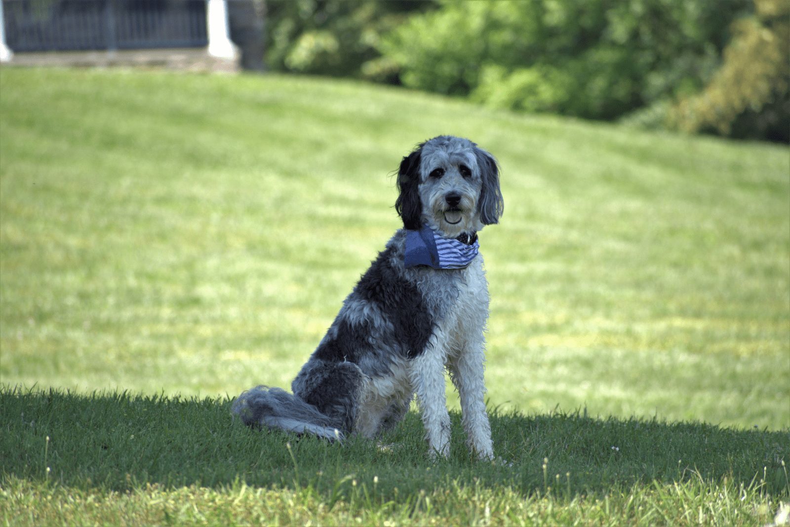 Aussiedoodle sentado en el césped