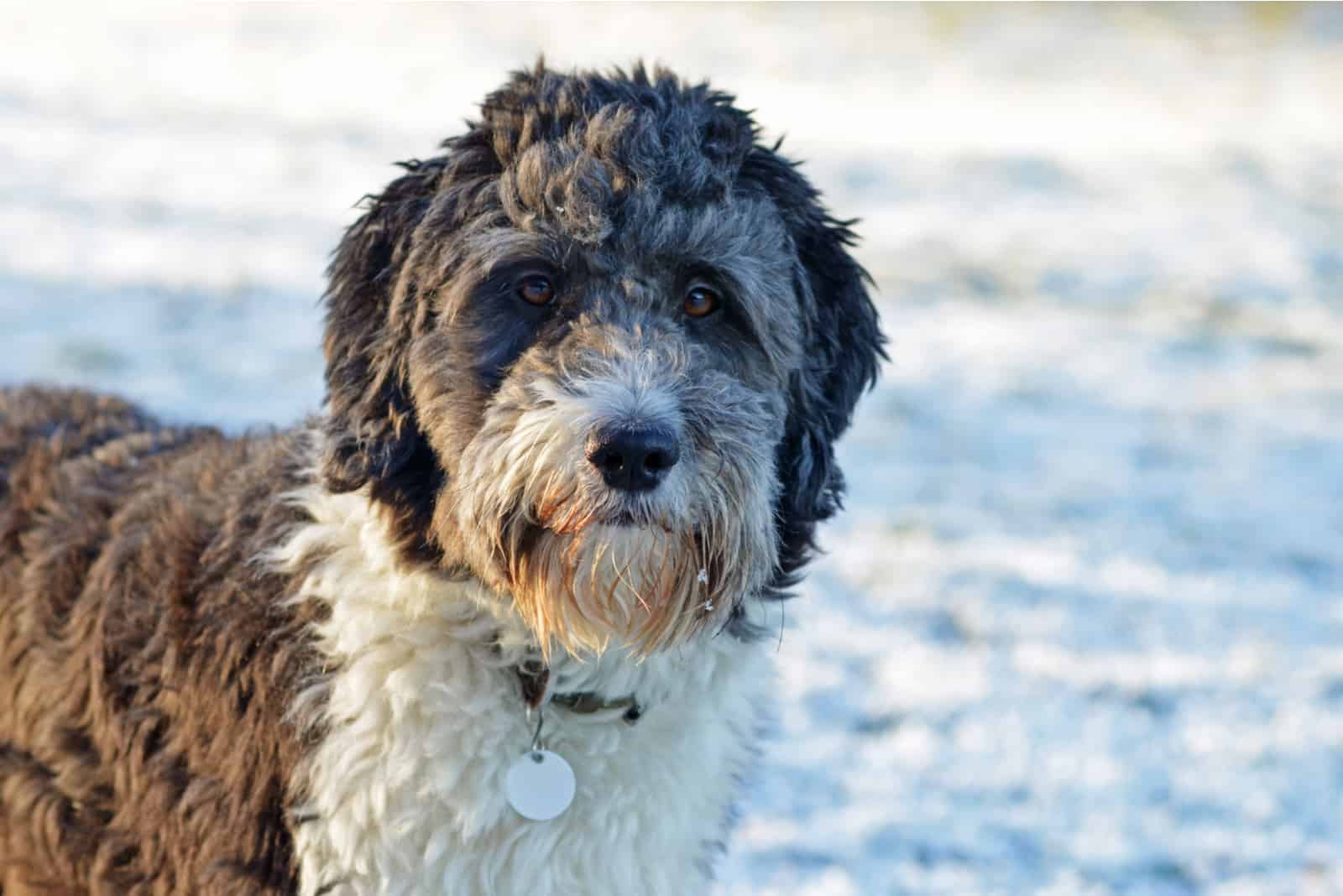 Aussiedoodles parados en la nieve y mirando al frente