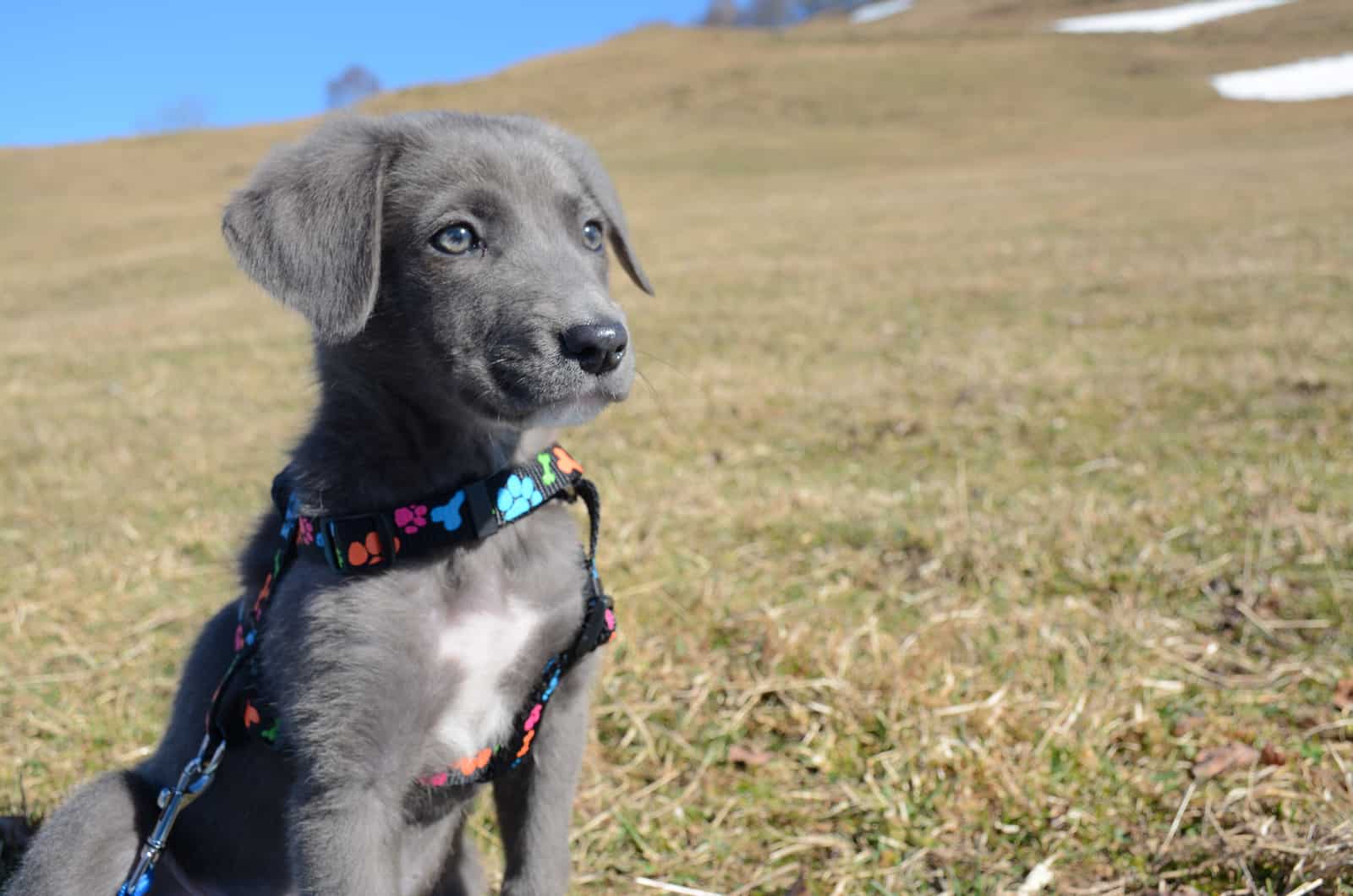 Cachorro de Aussiedor sentado en la naturaleza