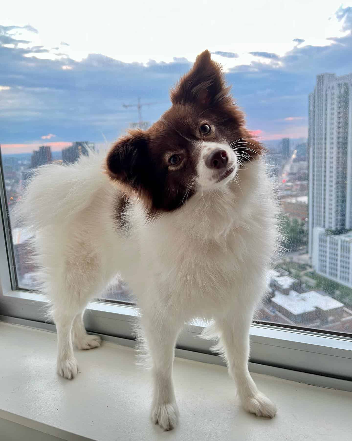 Aussiepom parado en la ventana