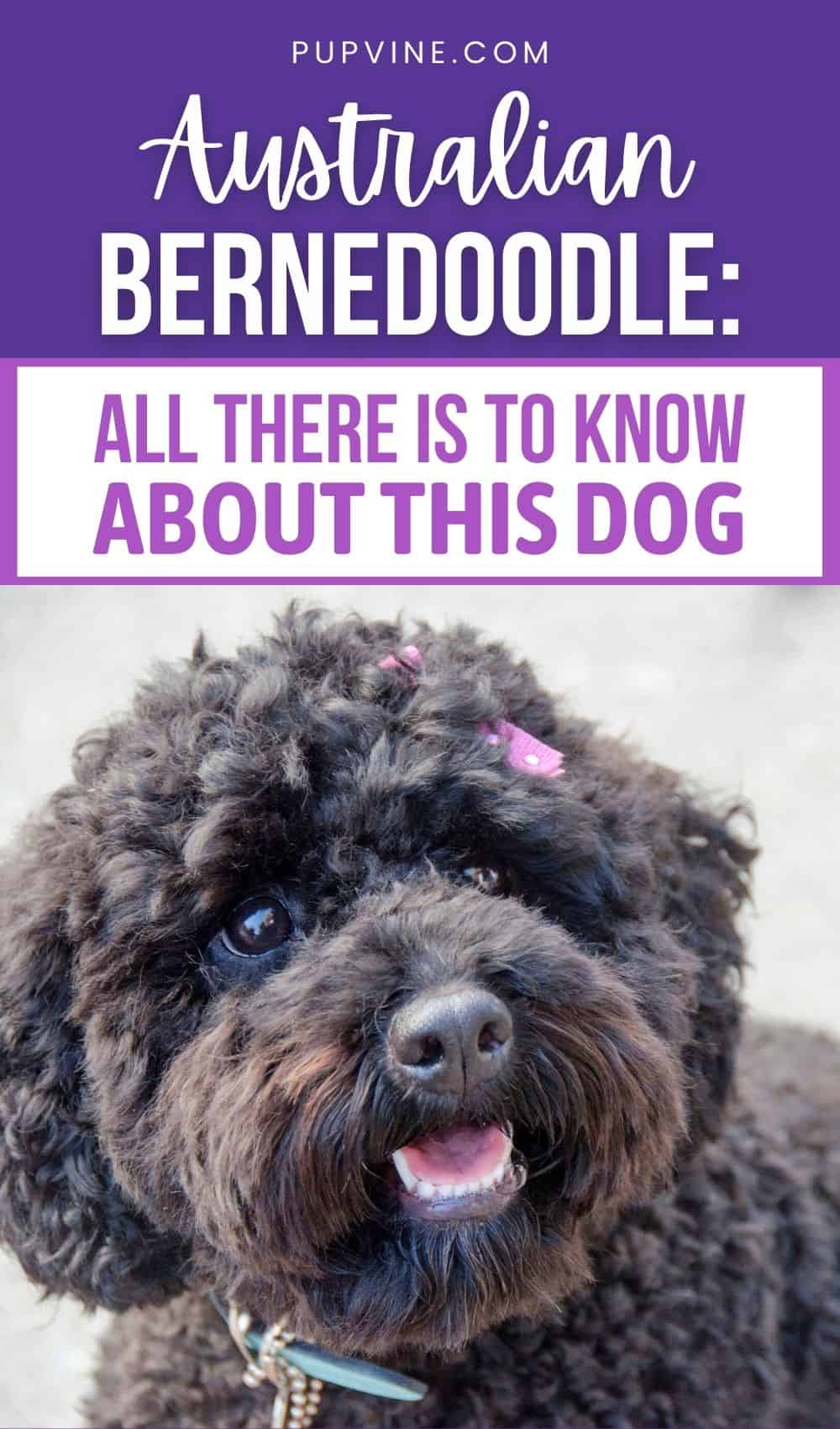 Todo sobre el Bernedoodle Australiano