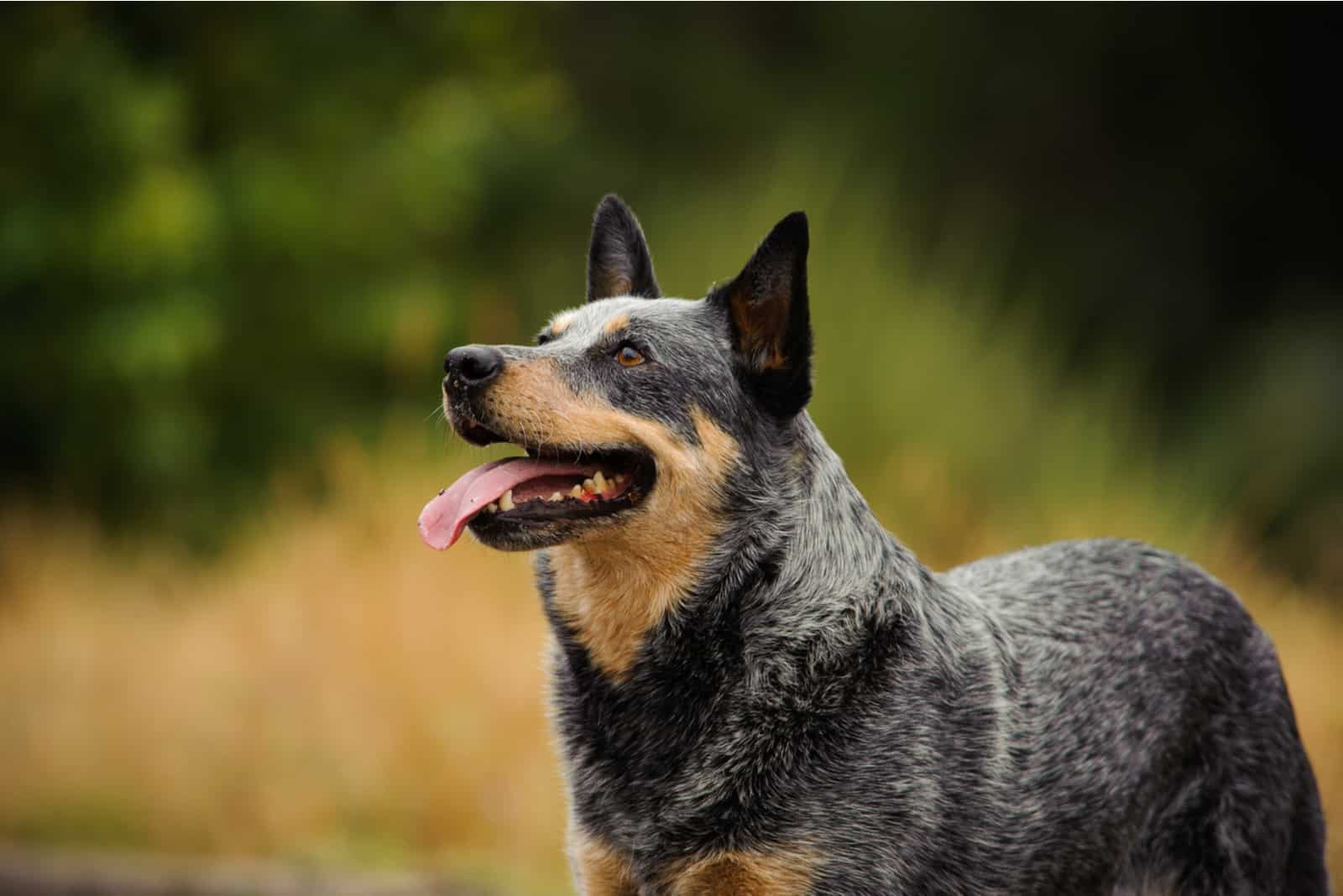 Australian Cattle Dog mirando hacia arriba