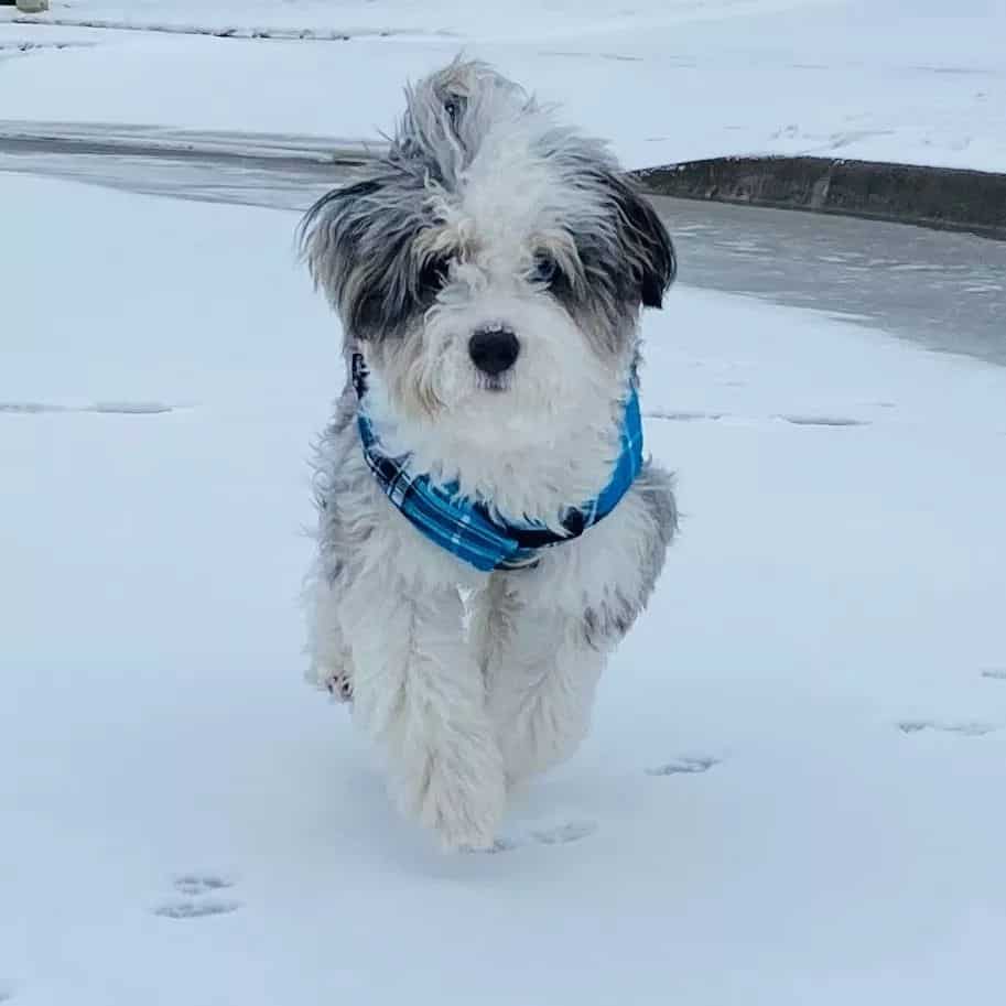 Havanese australiano corriendo en la nieve