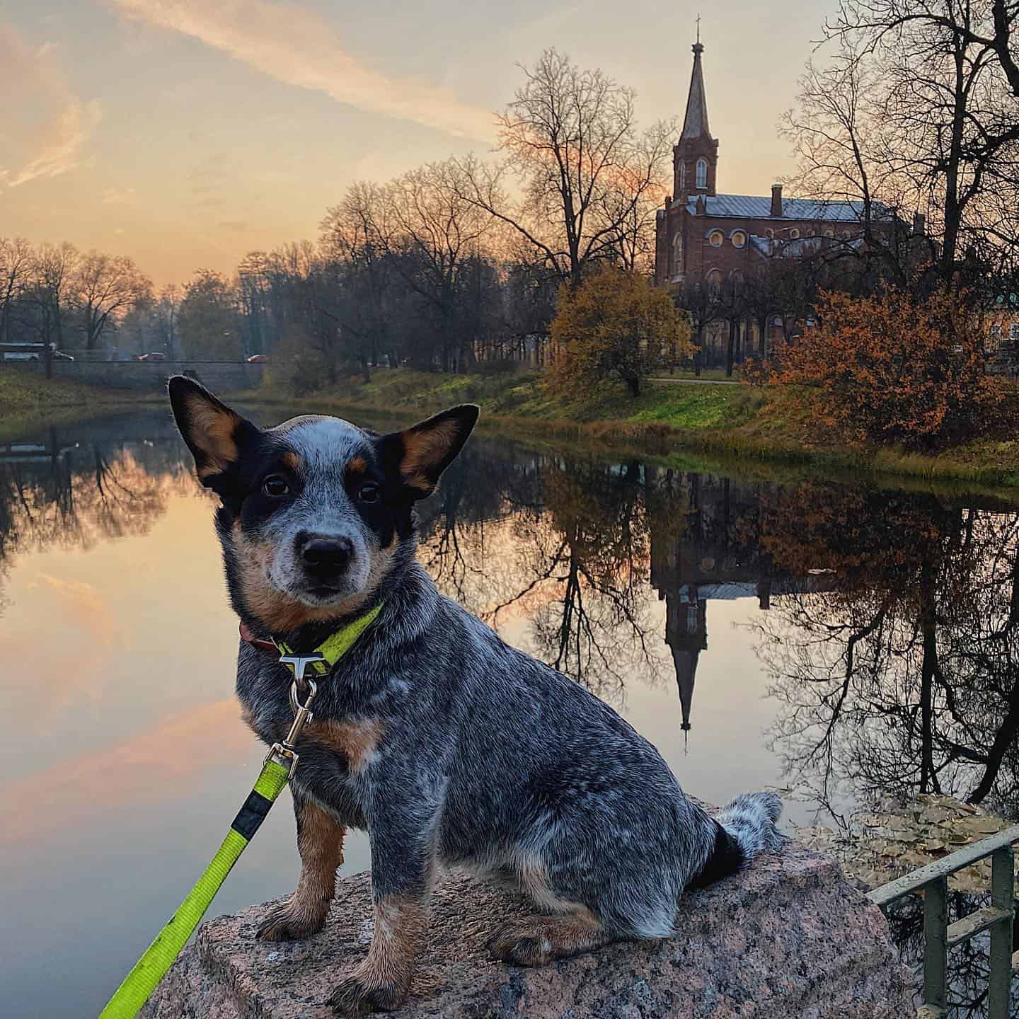 Perro Australian Heeler en el lago