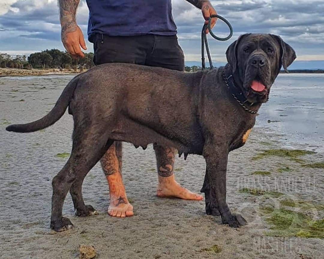 Mastín Australiano