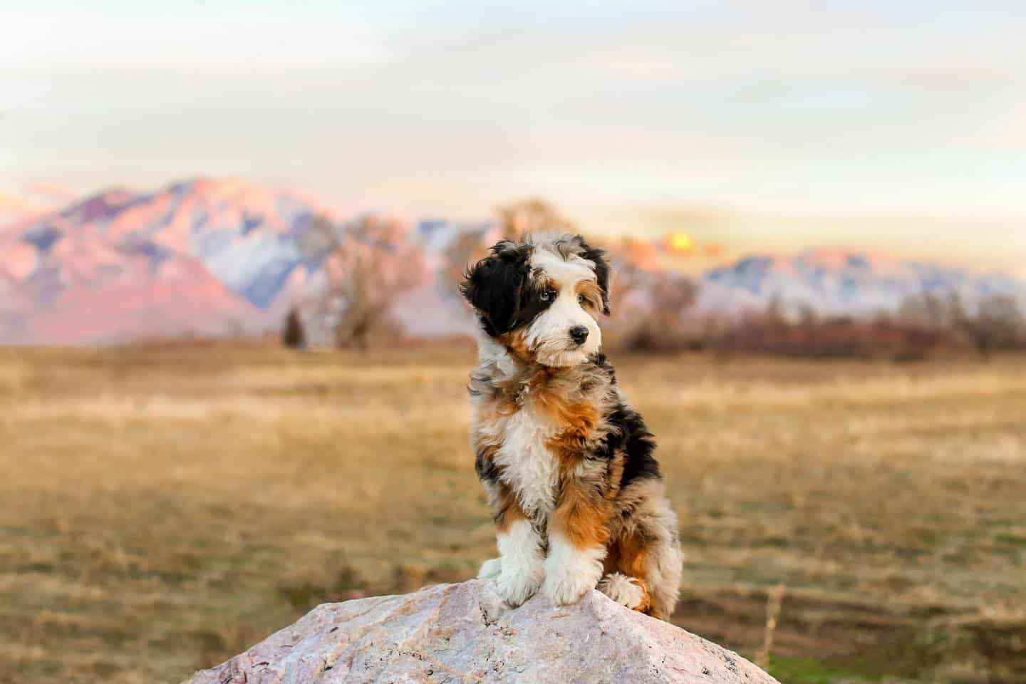 Perro Australian Mountain Doodle
