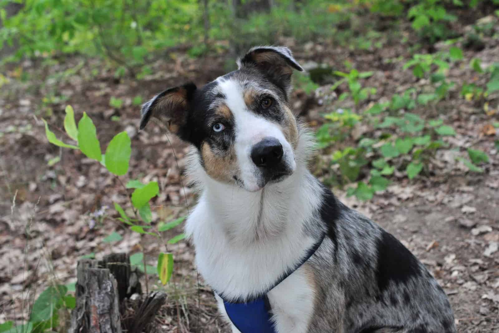 Pastor Australiano Blue Heeler mirando hacia arriba