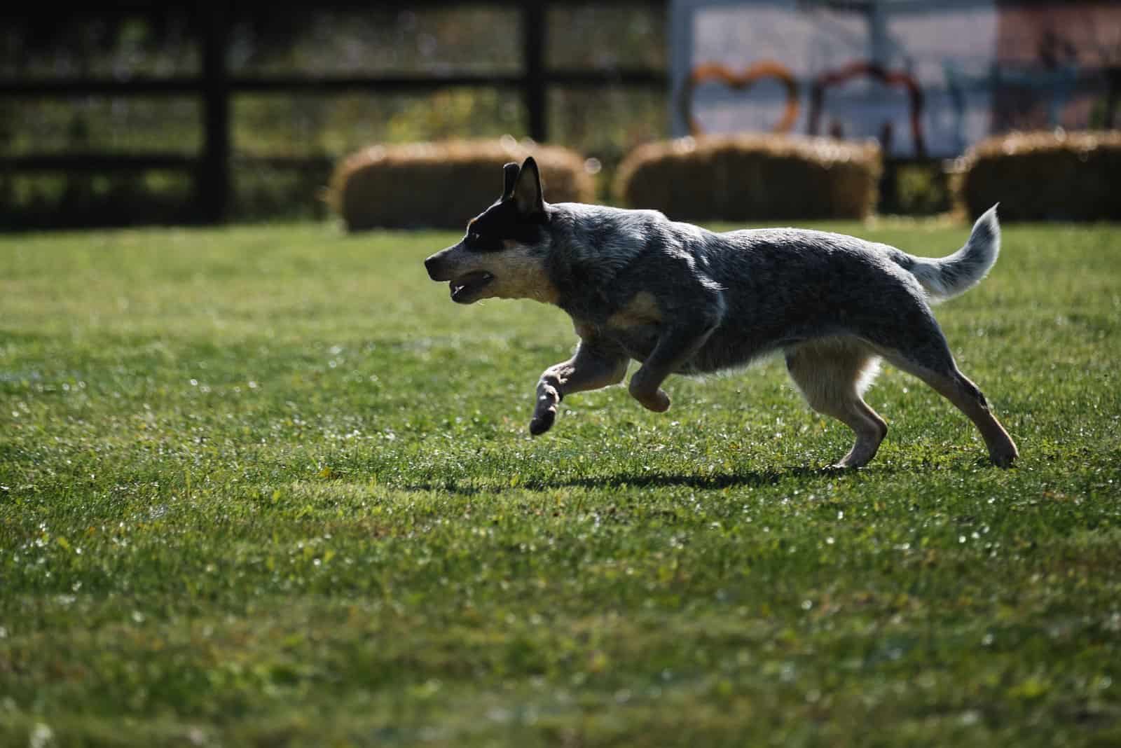 Pastor Australiano Blue Heeler corriendo en el césped