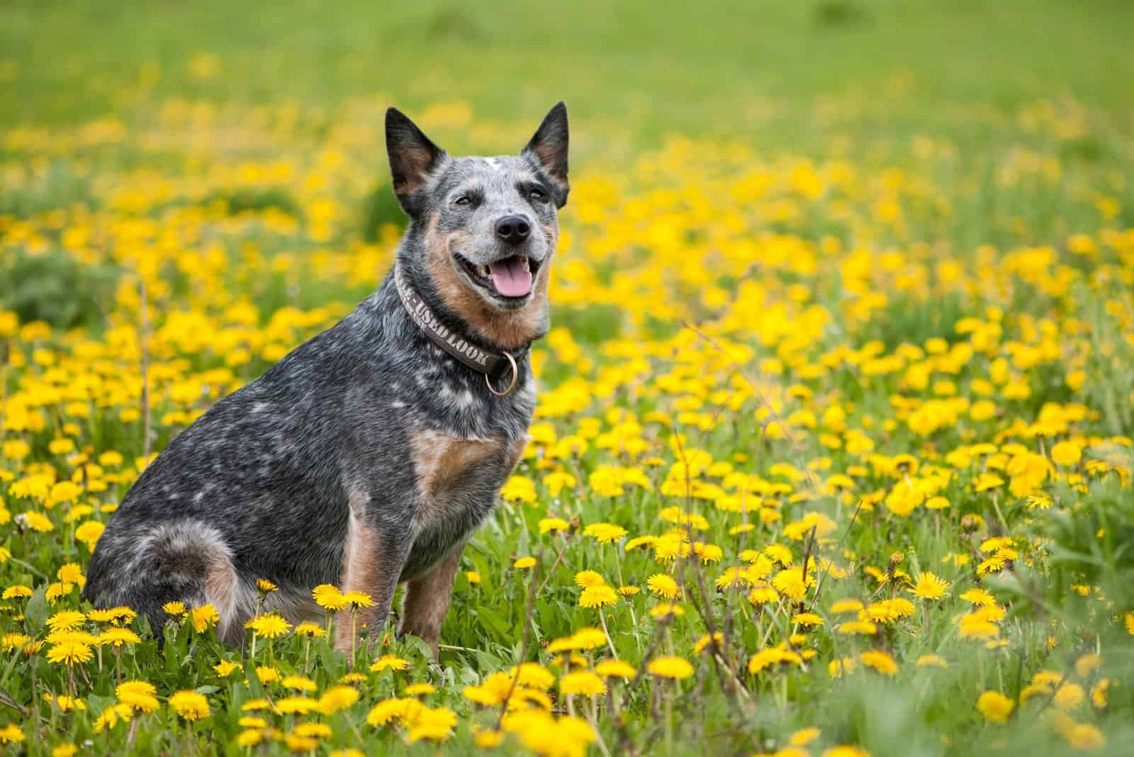 Pastor Australiano Blue Heeler sentado en un campo de flores