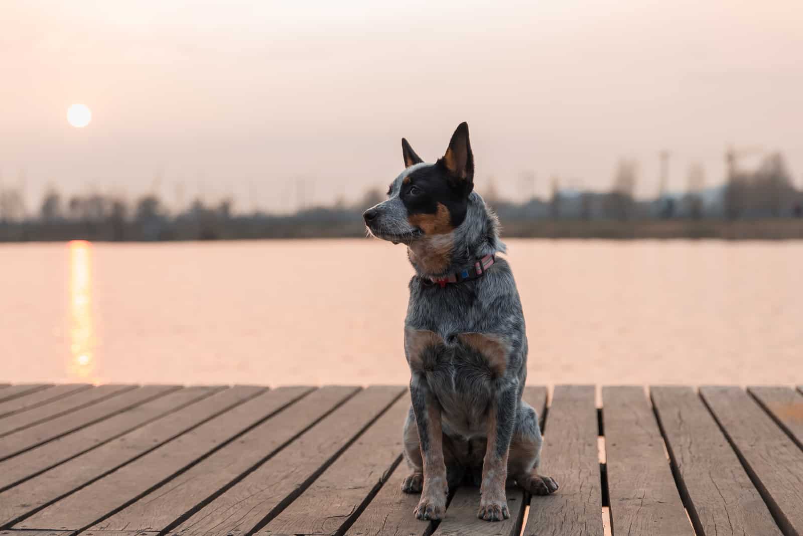 Pastor Australiano Blue Heeler sentado en un muelle junto al lago