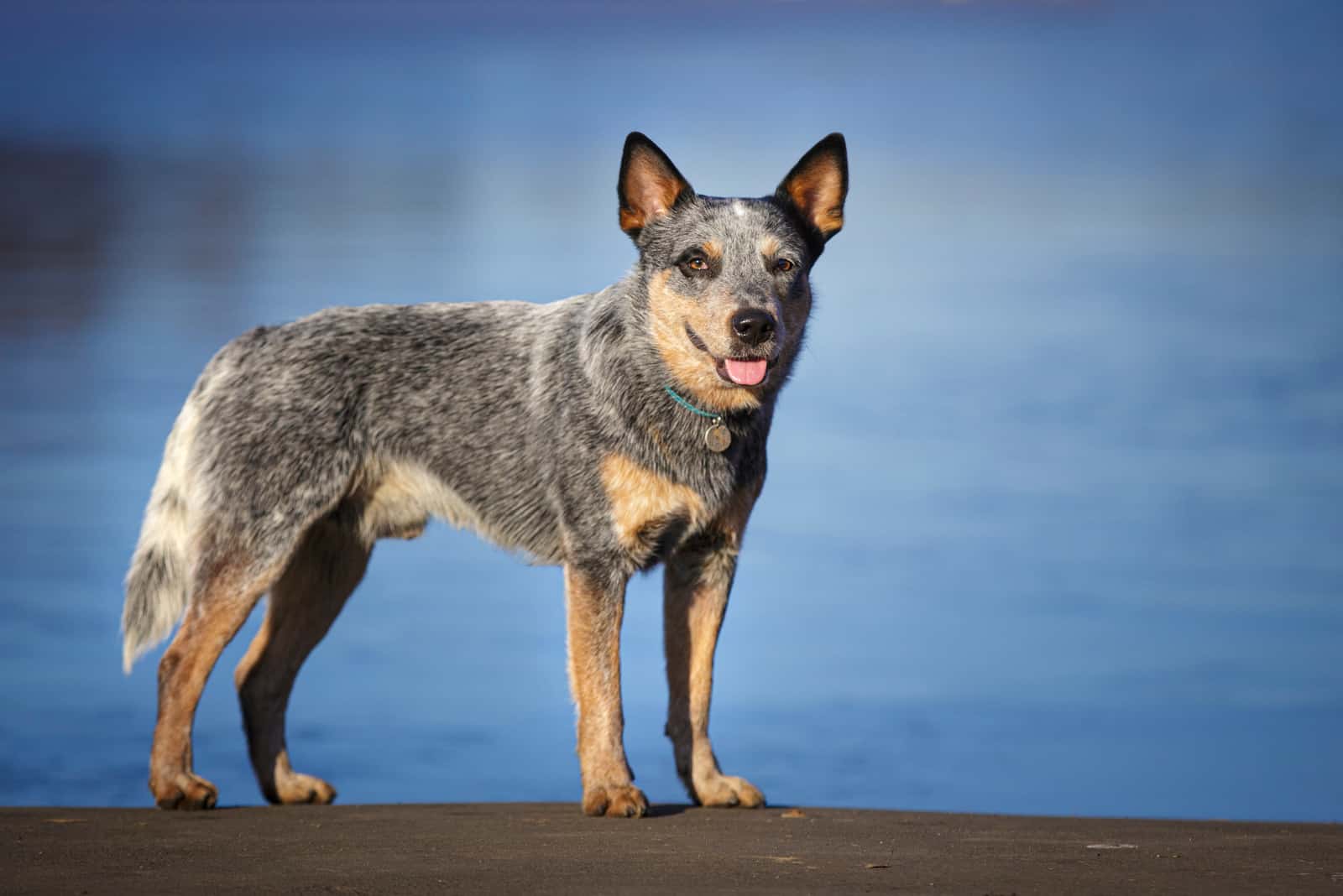 Pastor Australiano Blue Heeler de pie junto al lago