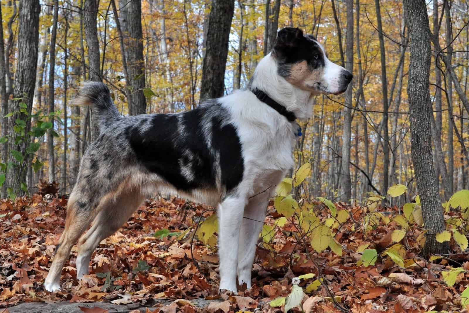 Pastor Australiano Blue Heeler de pie en el bosque