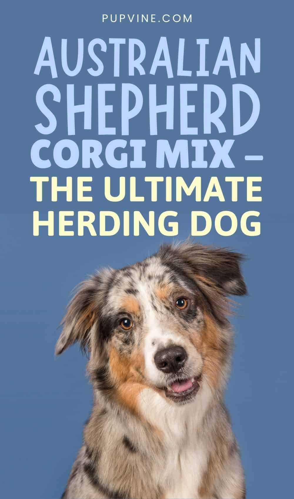Cruce de Pastor Australiano y Corgi - El Perro de Pastoreo Definitivo