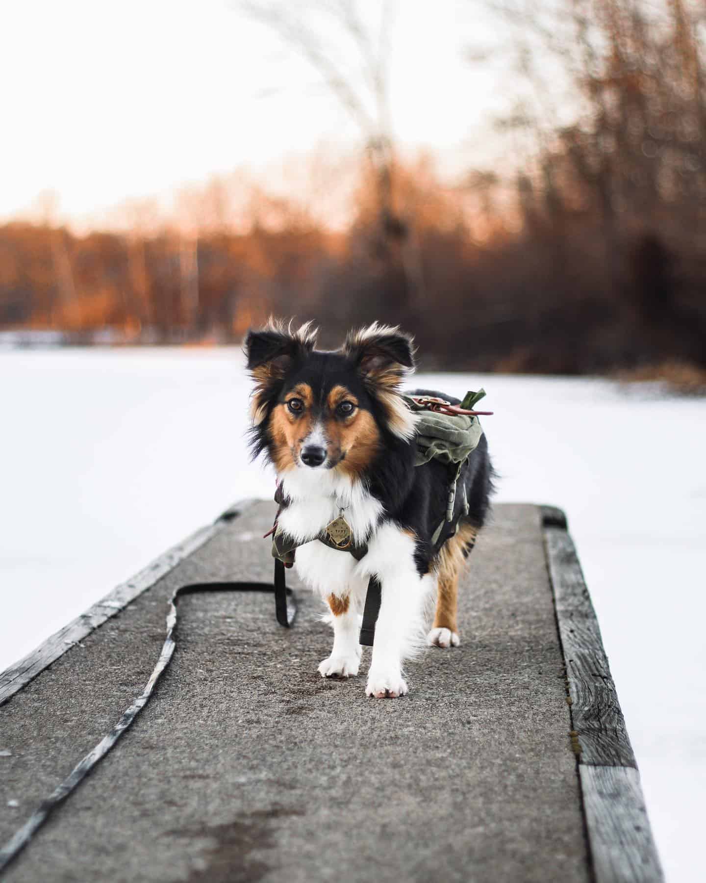 Raza de mezcla de Pastor Australiano y Corgi