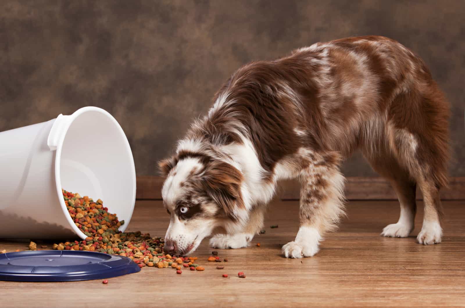 Australian Shepherd comiendo comida para perros en el suelo