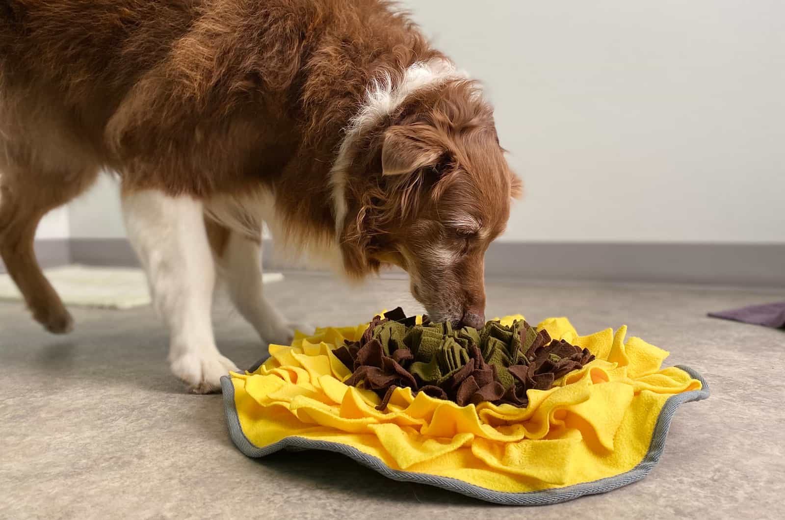 Australian Shepherd comiendo de un tazón