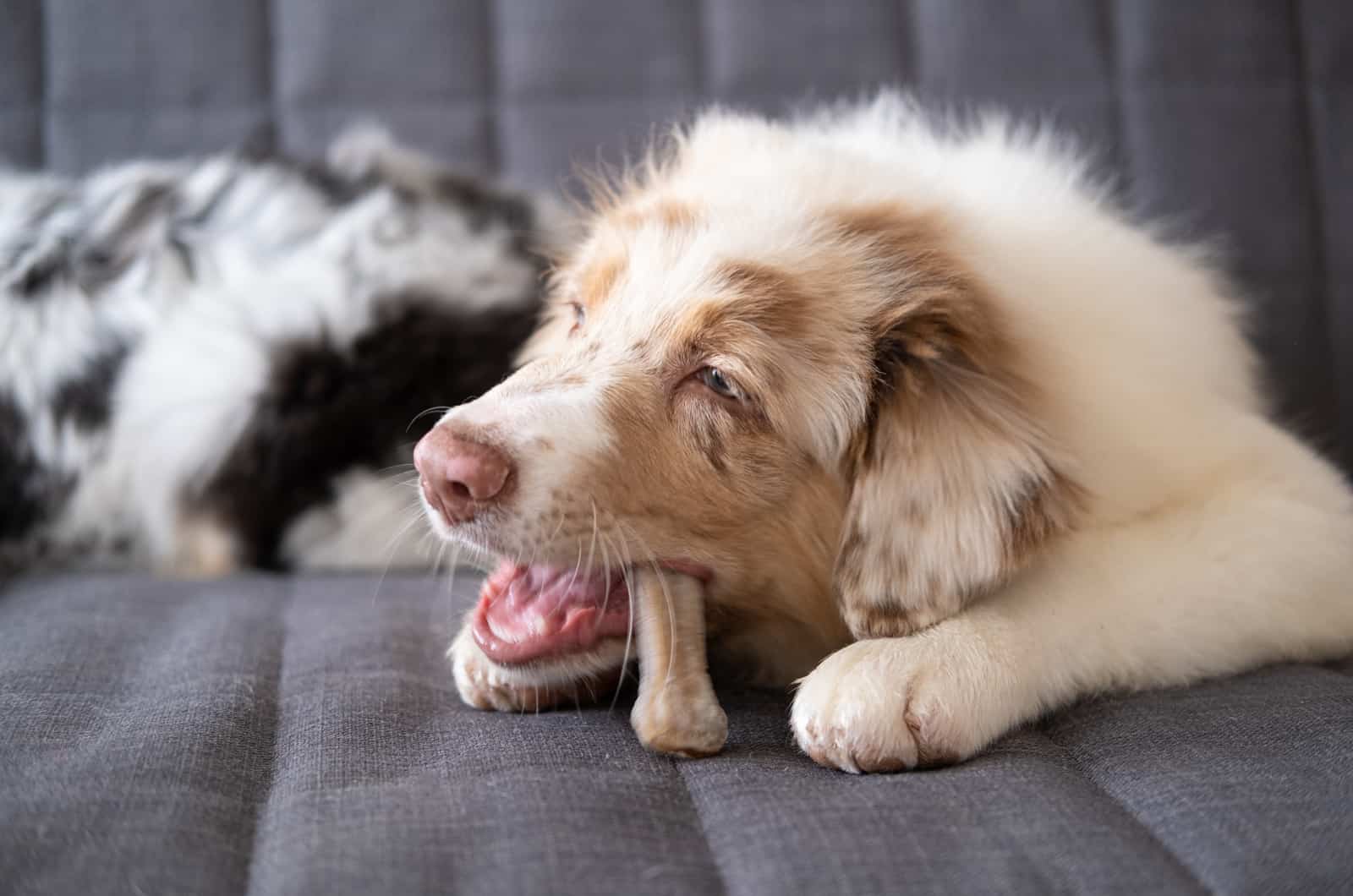 Australian Shepherd comiendo un premio en el sofá