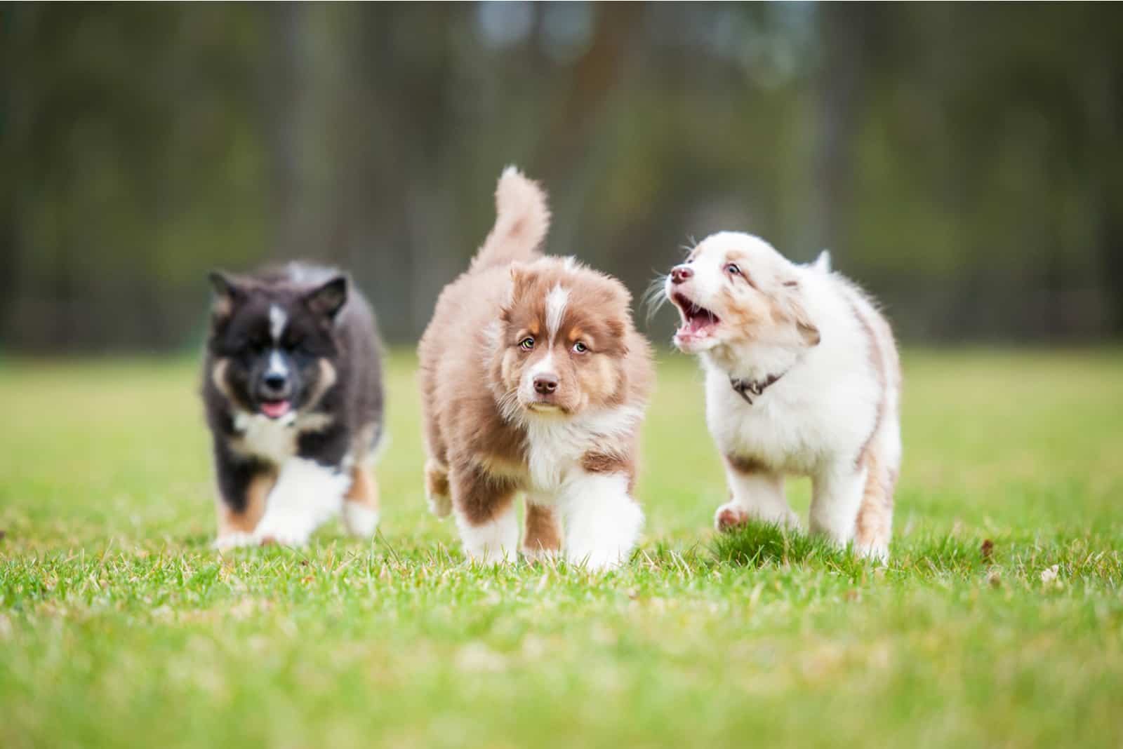 cachorros de Pastor Australiano juegan en el prado