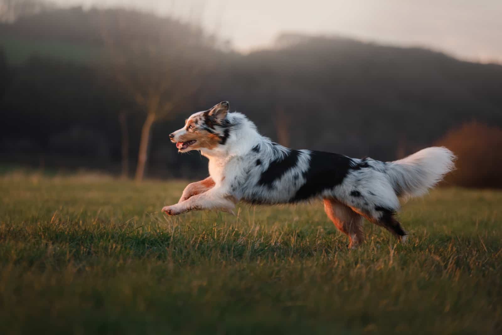 Pastor australiano corriendo sobre el césped