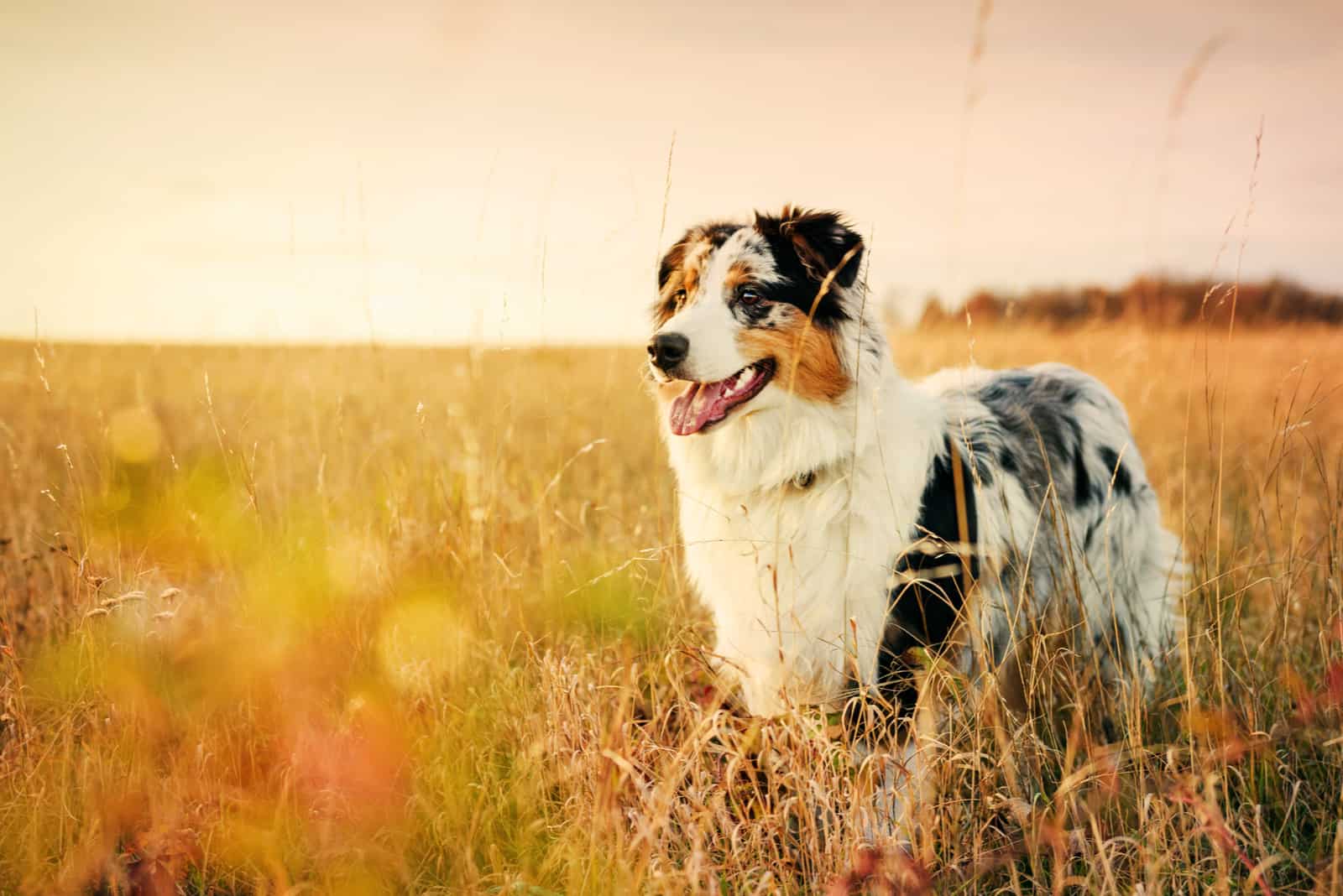 Australian Shepherd de pie en un campo