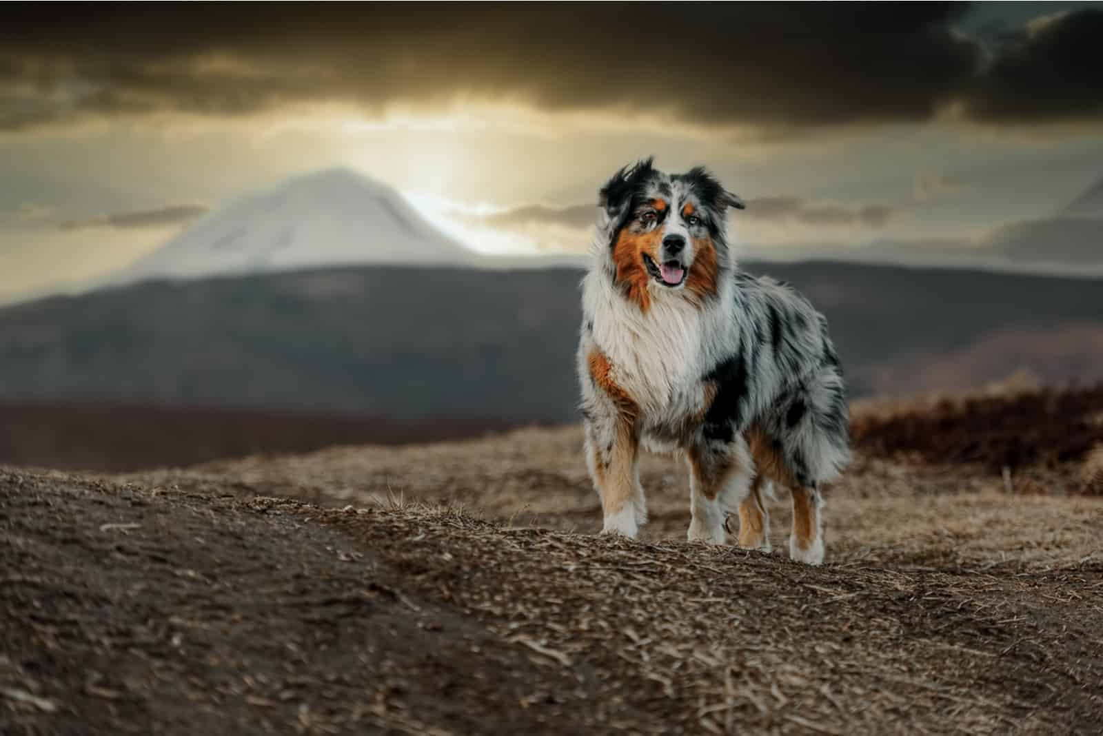 Pastor Australiano de pie en la naturaleza