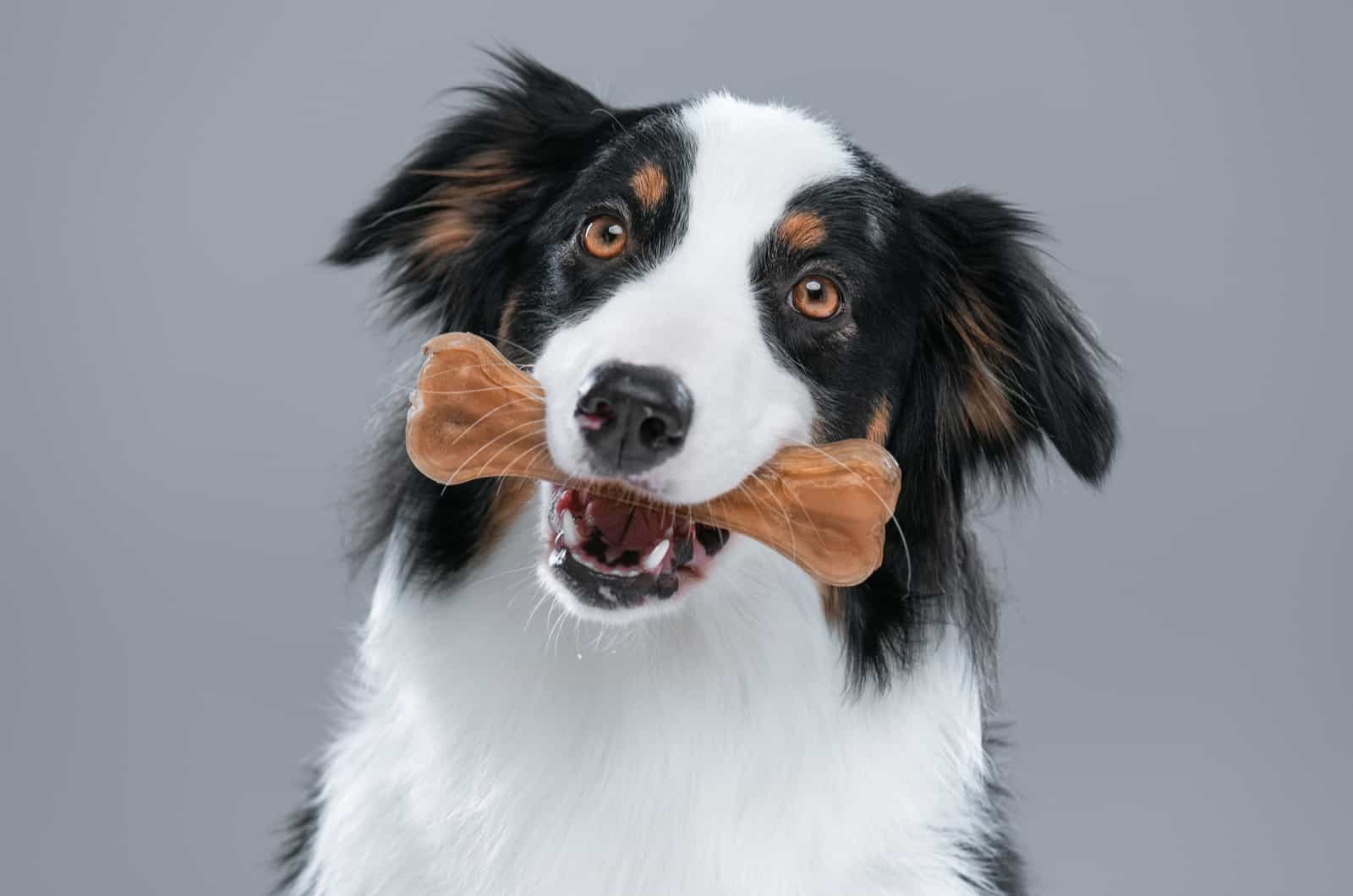 Australian Shepherd con premio en la boca