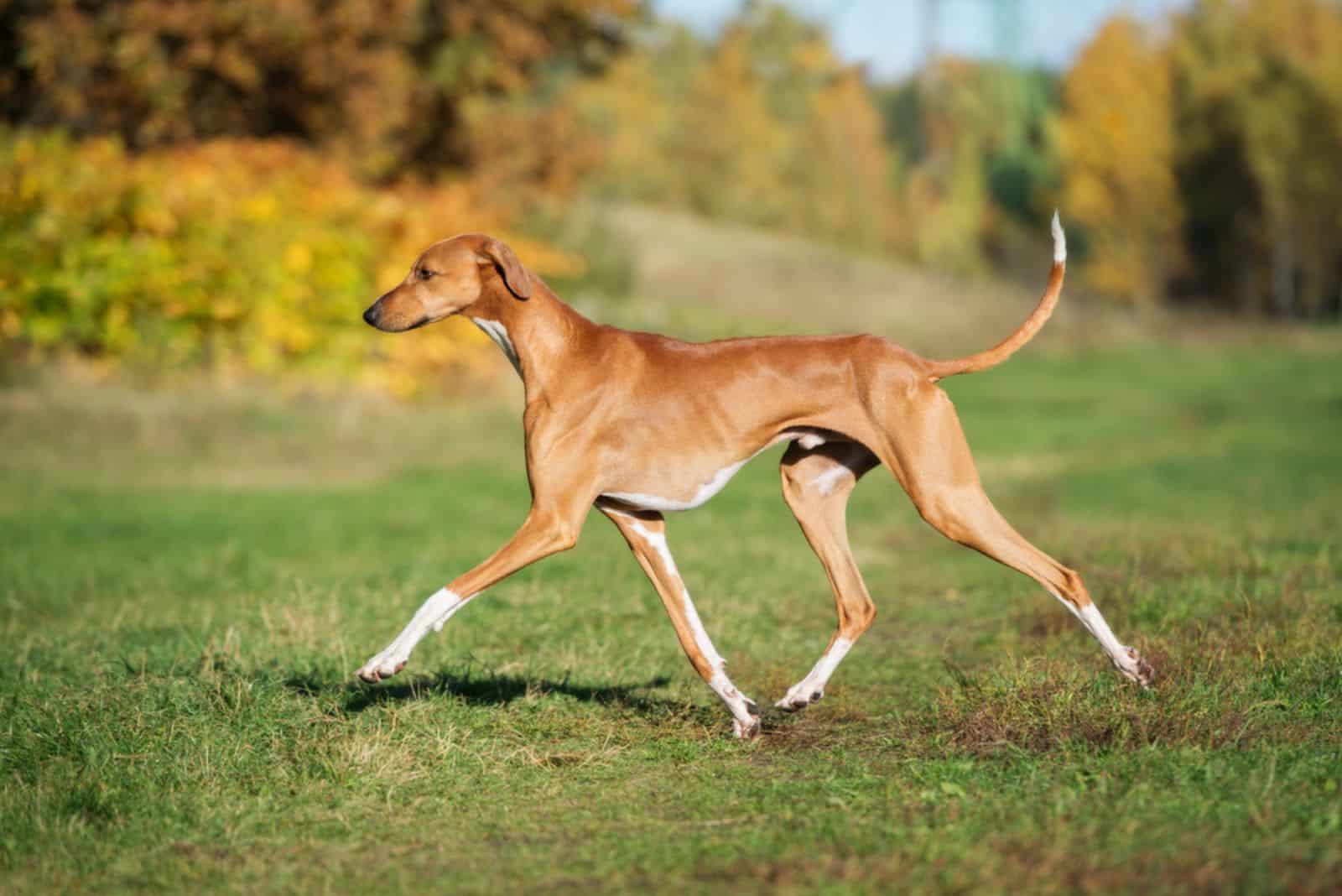 Perro Azawakh de pie al aire libre