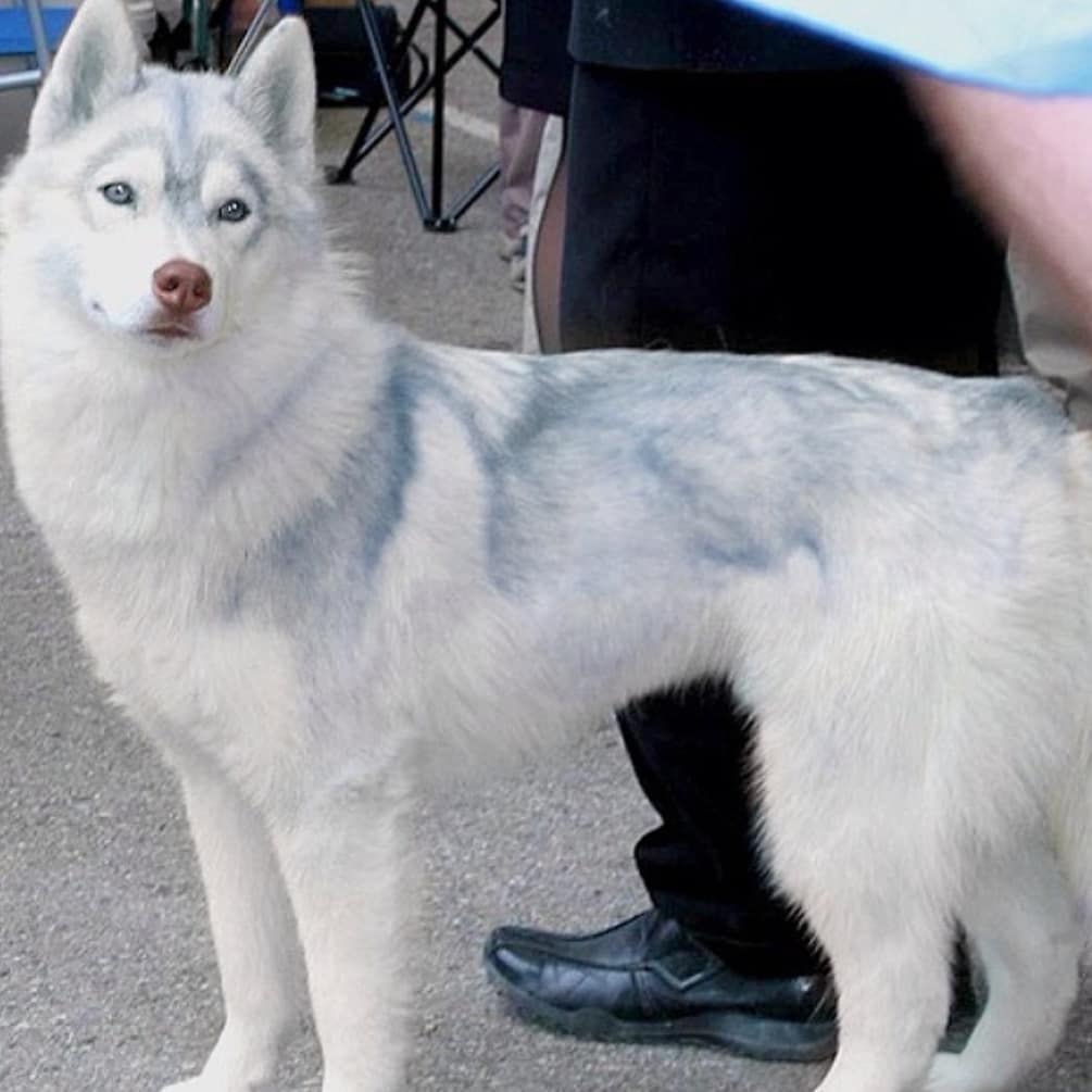 Husky Azuriano