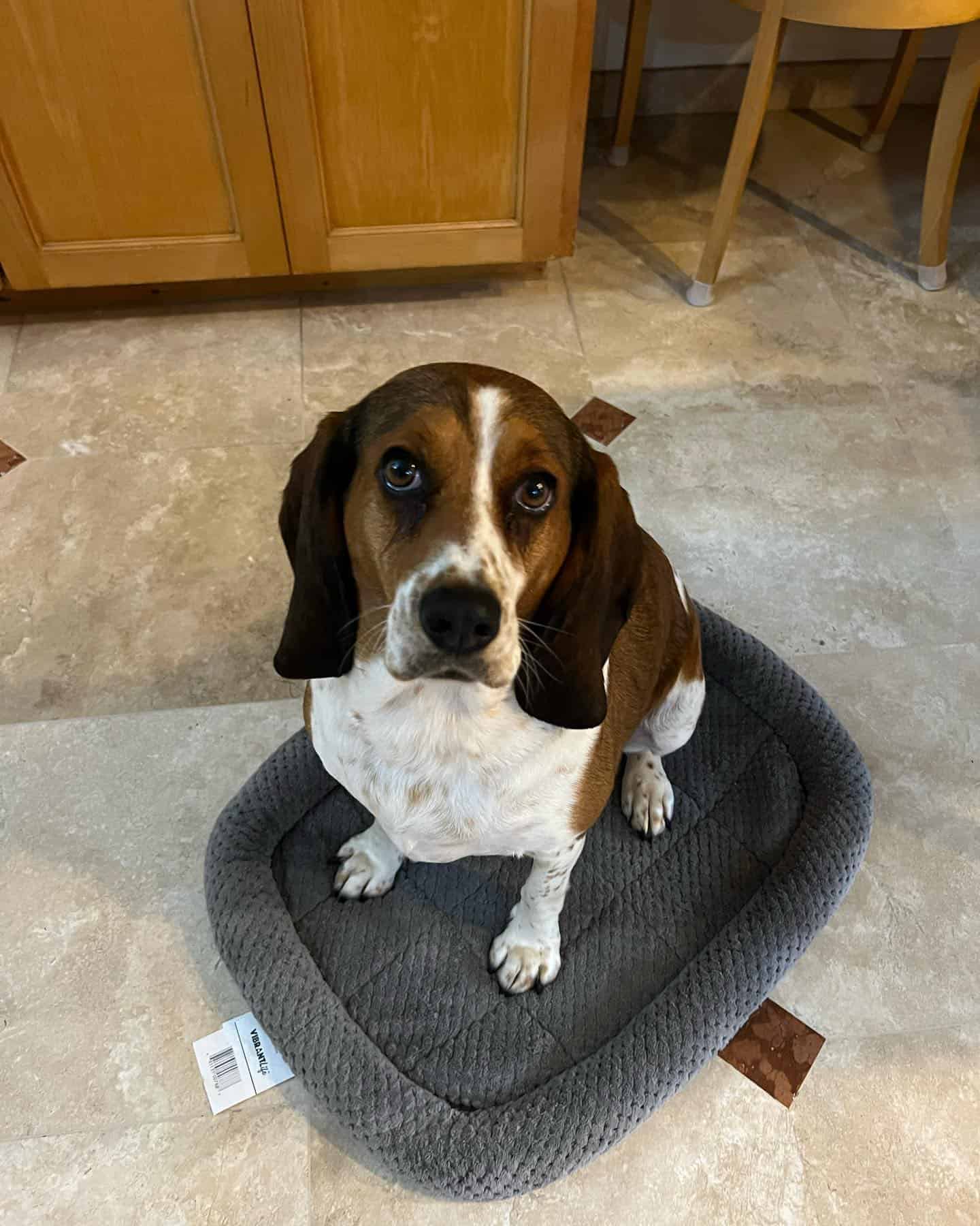 Perro Bagle Hound sentado en el suelo