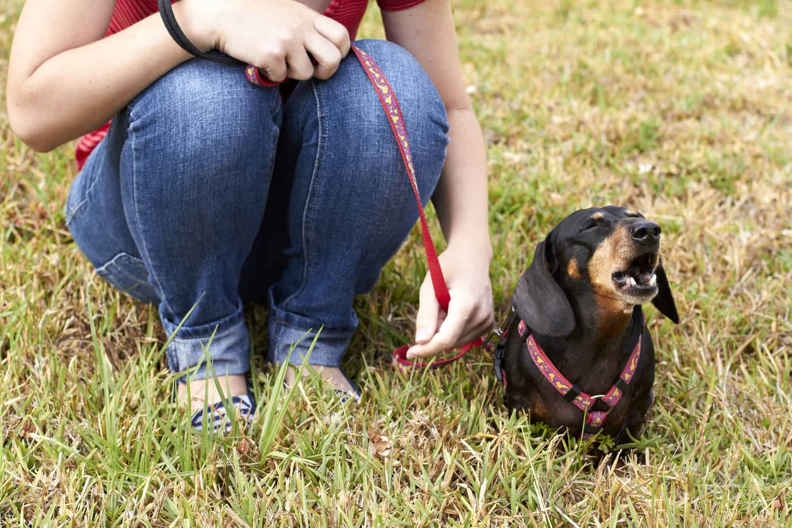 Perro Dachshund ladrando sentado junto al dueño