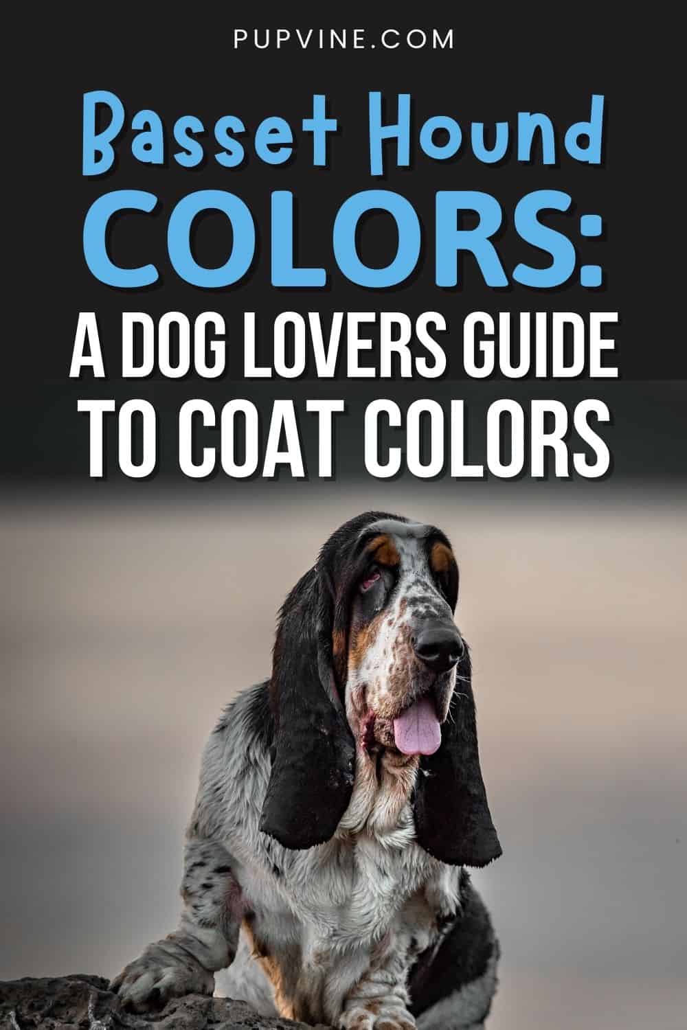 Colores del Basset Hound: Una Guía para Amantes de los Perros sobre los Colores del Pelaje