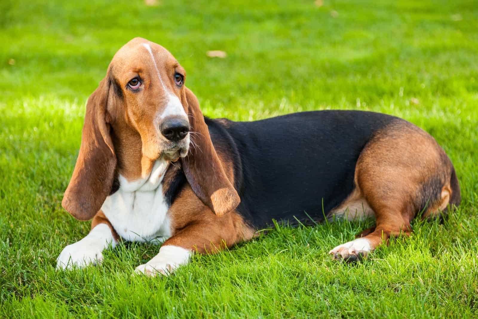 Basset Hound tumbado en el césped