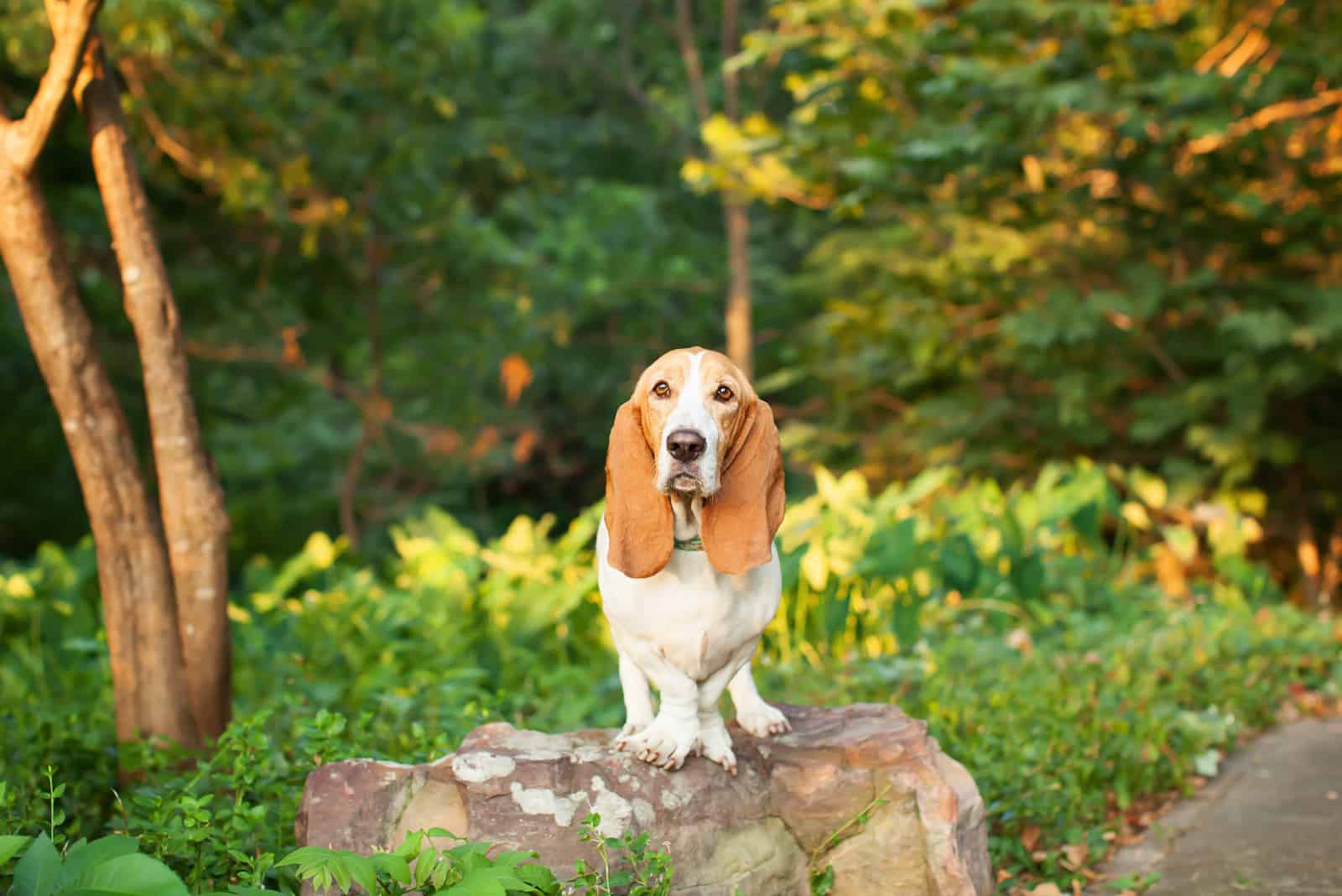 Basset Hound de pie sobre una roca