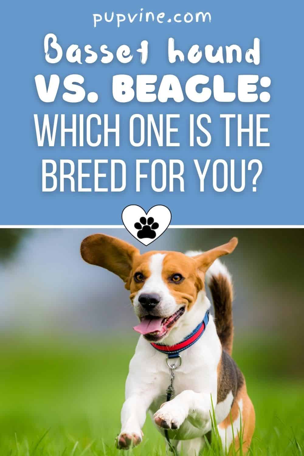 Basset Hound vs. Beagle: ¿cuál es la raza para ti?