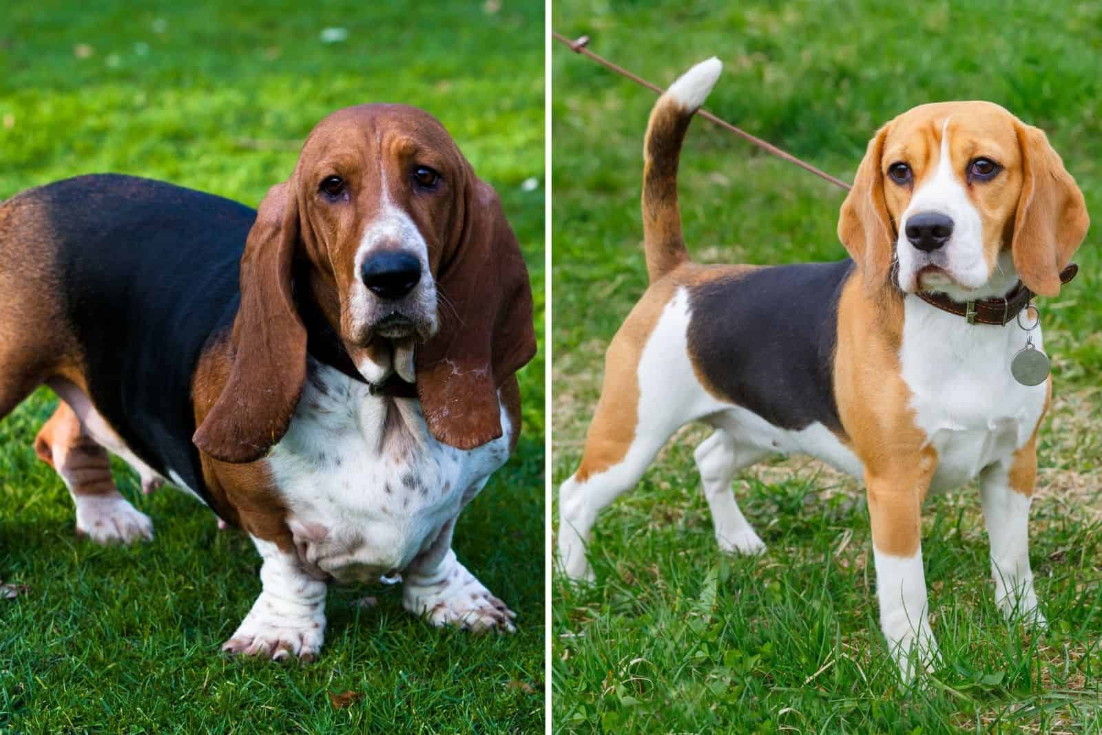 Basset Hound y Beagle
