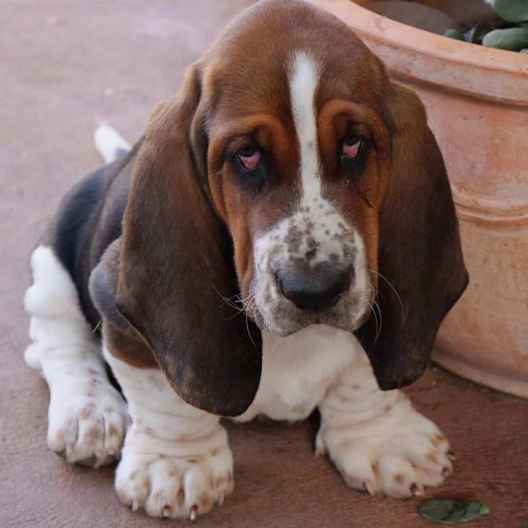 perro Basset Hound
