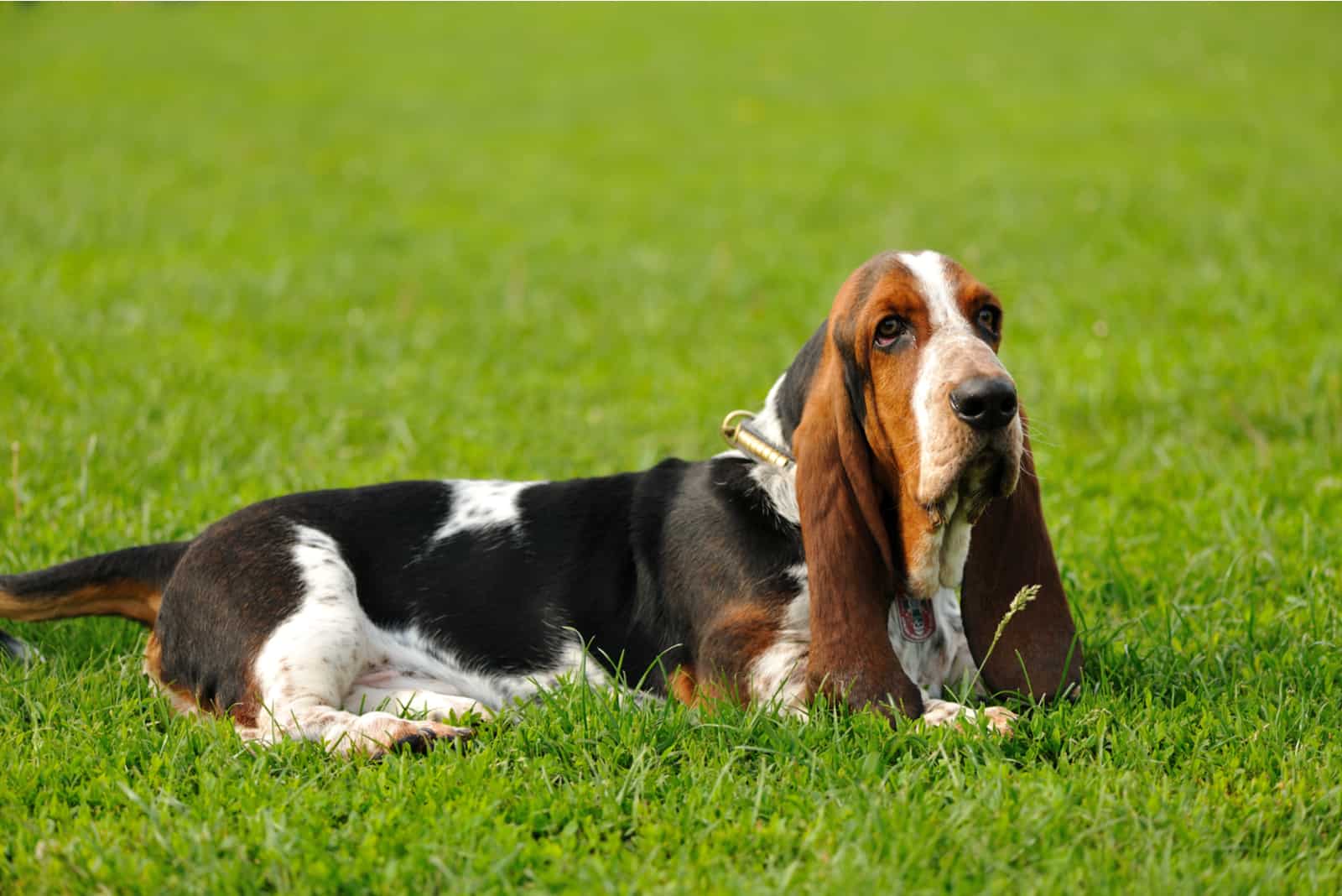 Basset Hound en el césped
