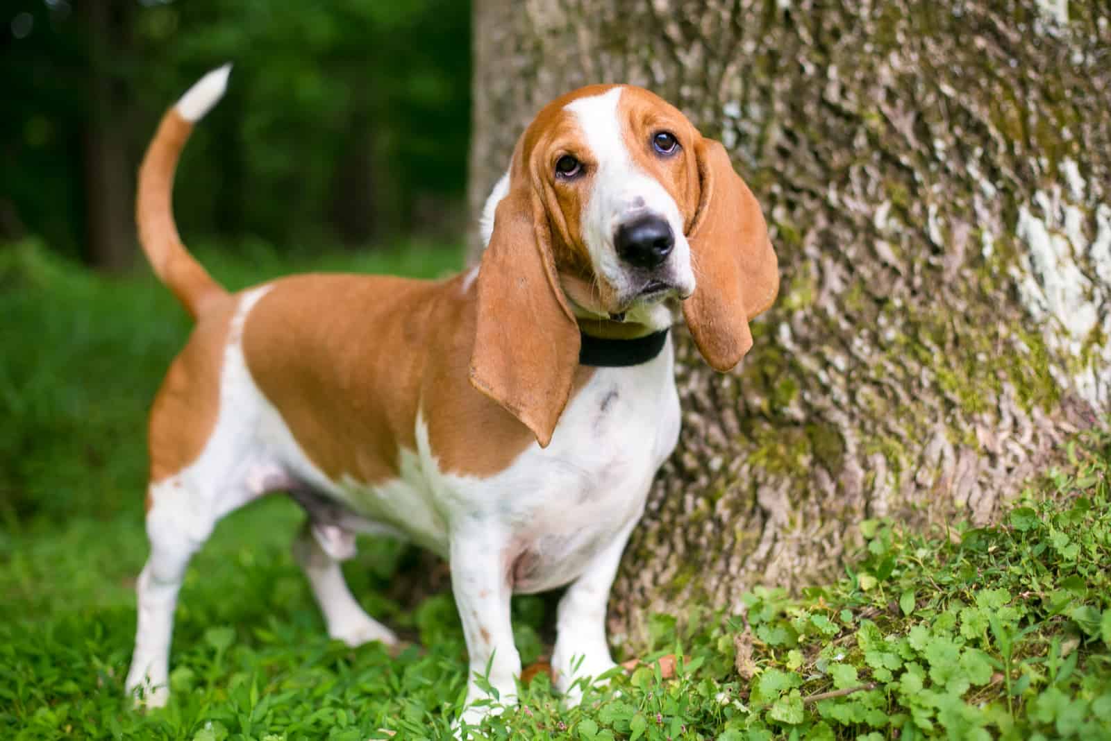 Basset Hound al aire libre en el parque